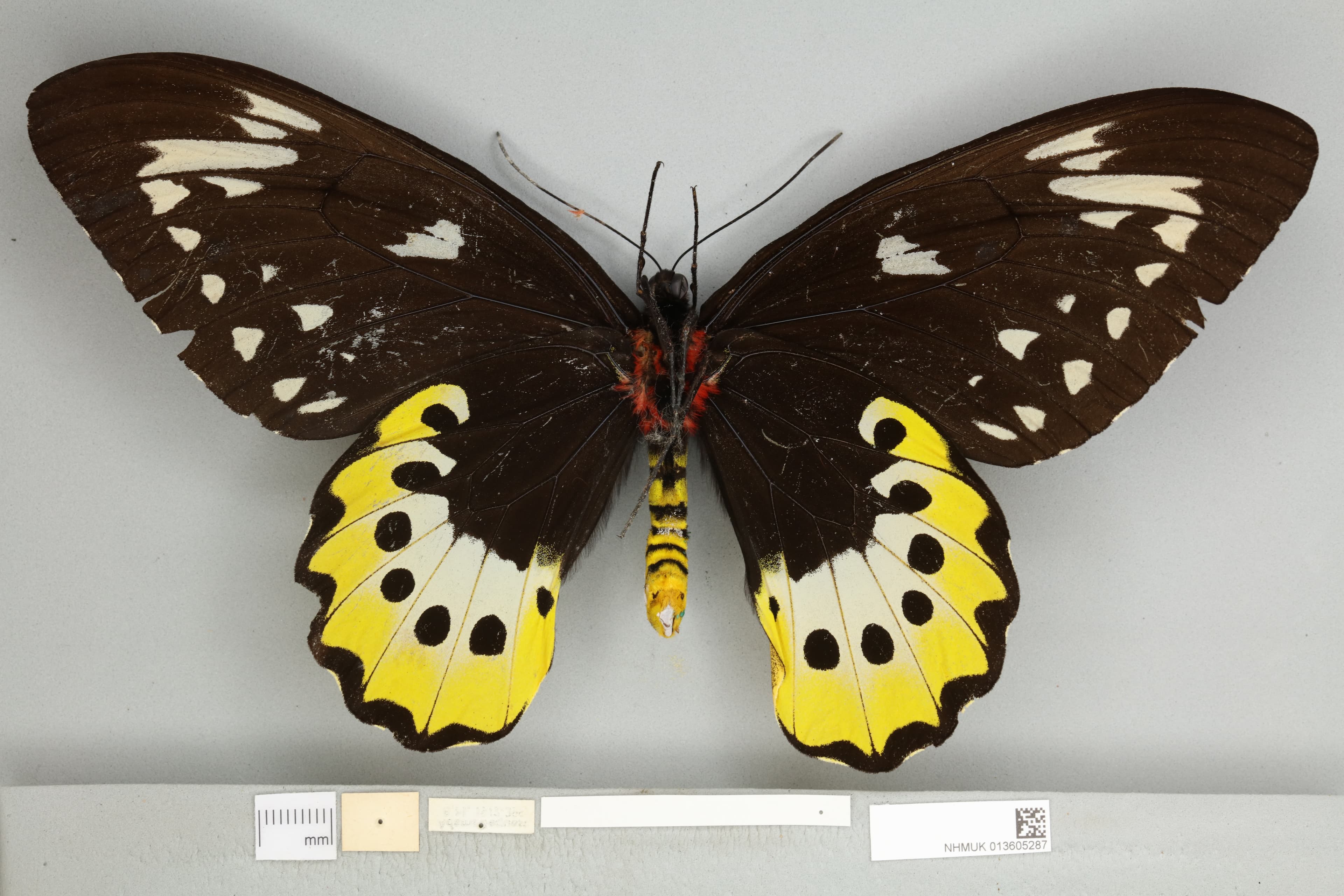 Goliath Birdwing