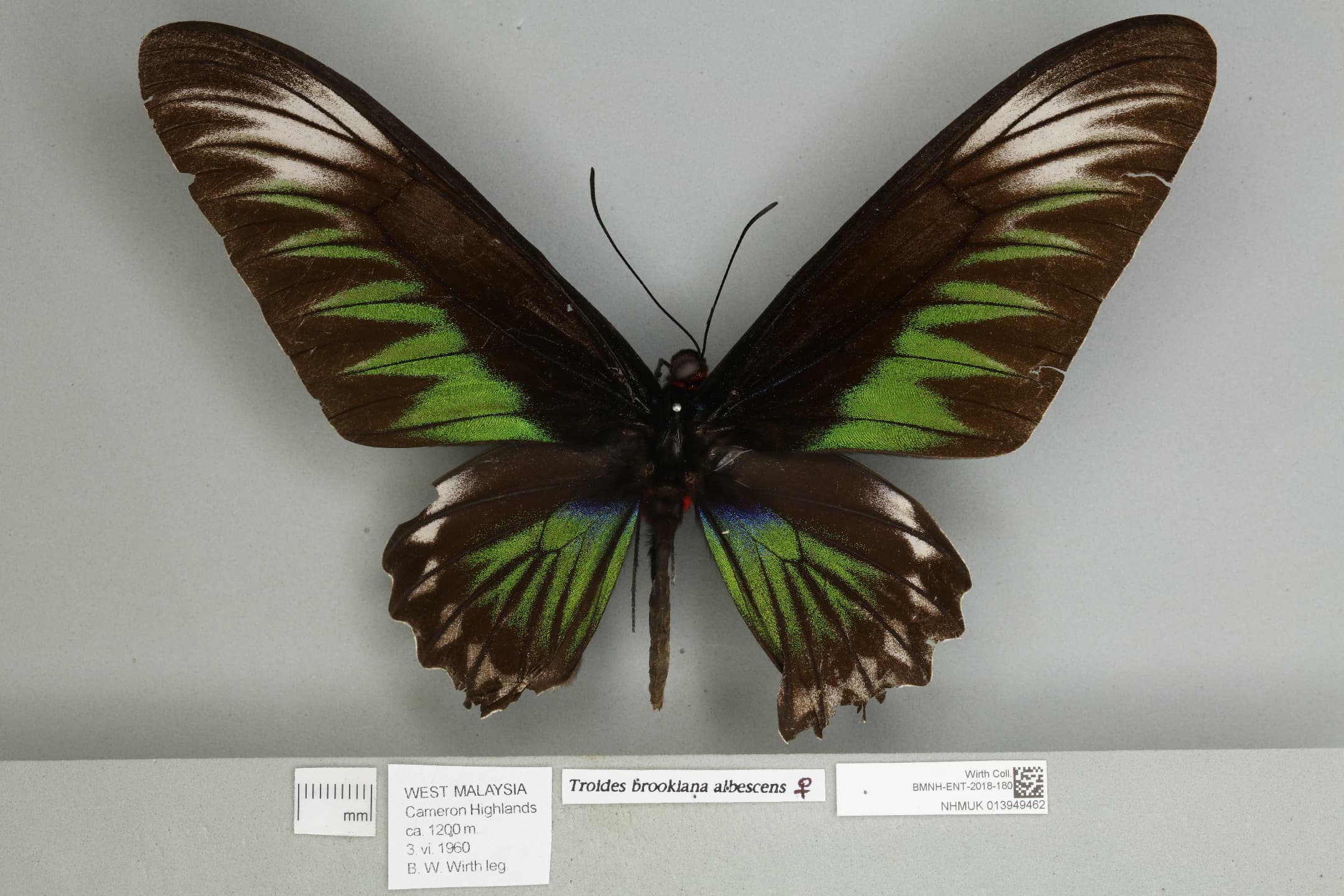 Rajah Brooke Birdwing