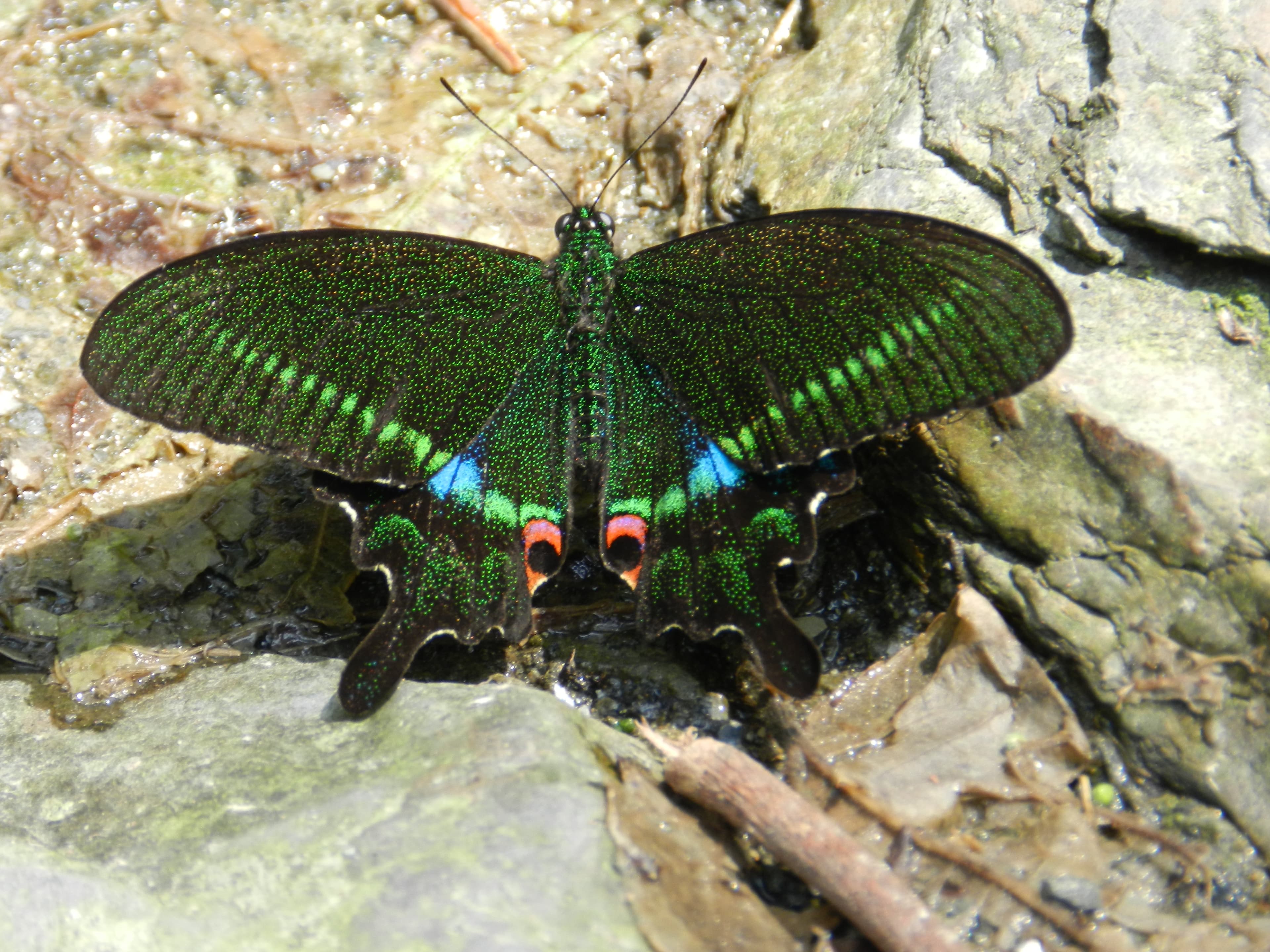 Schaus Swallowtail