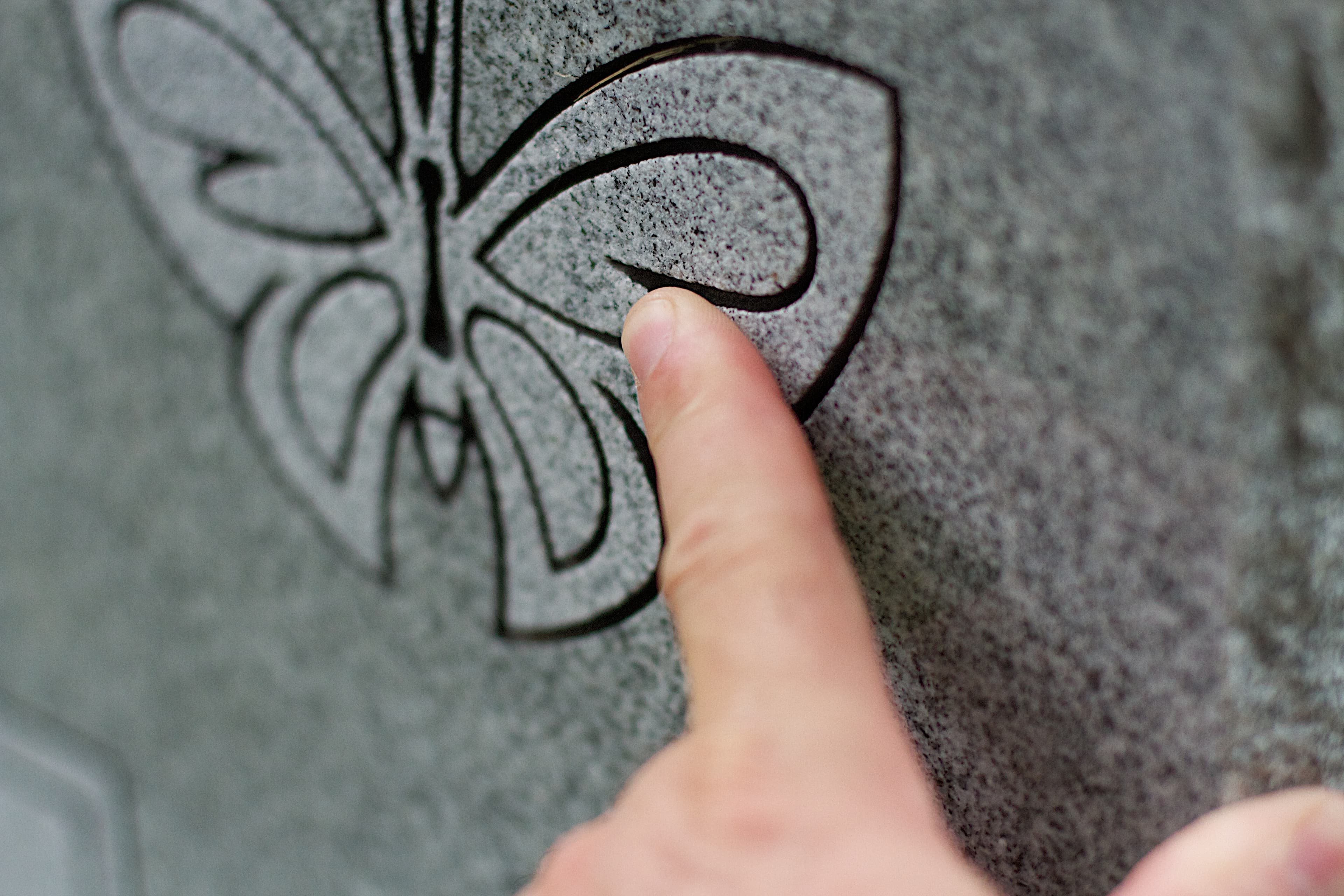 Not applicable (image shows an engraving, not a live butterfly)