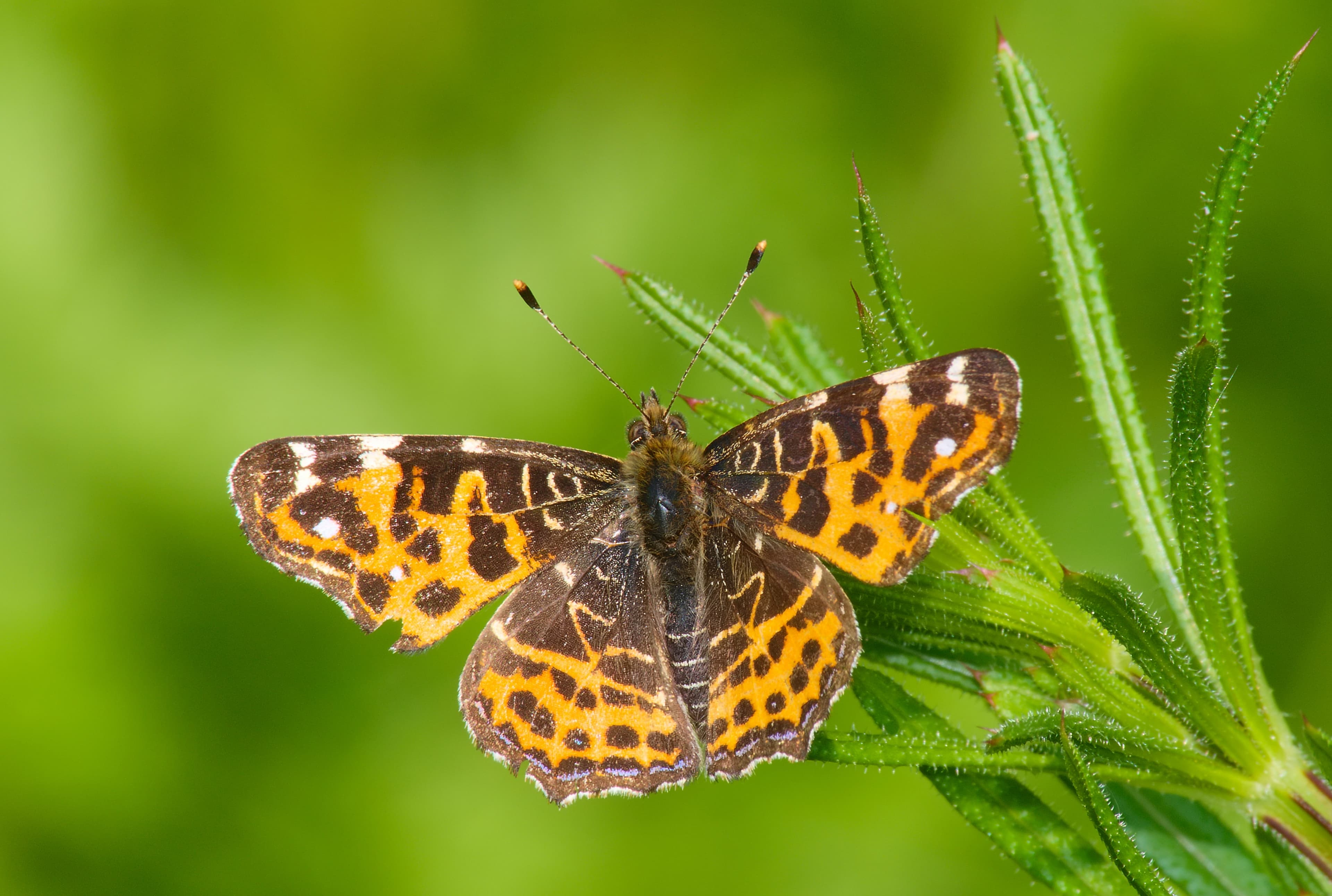 Map Butterfly