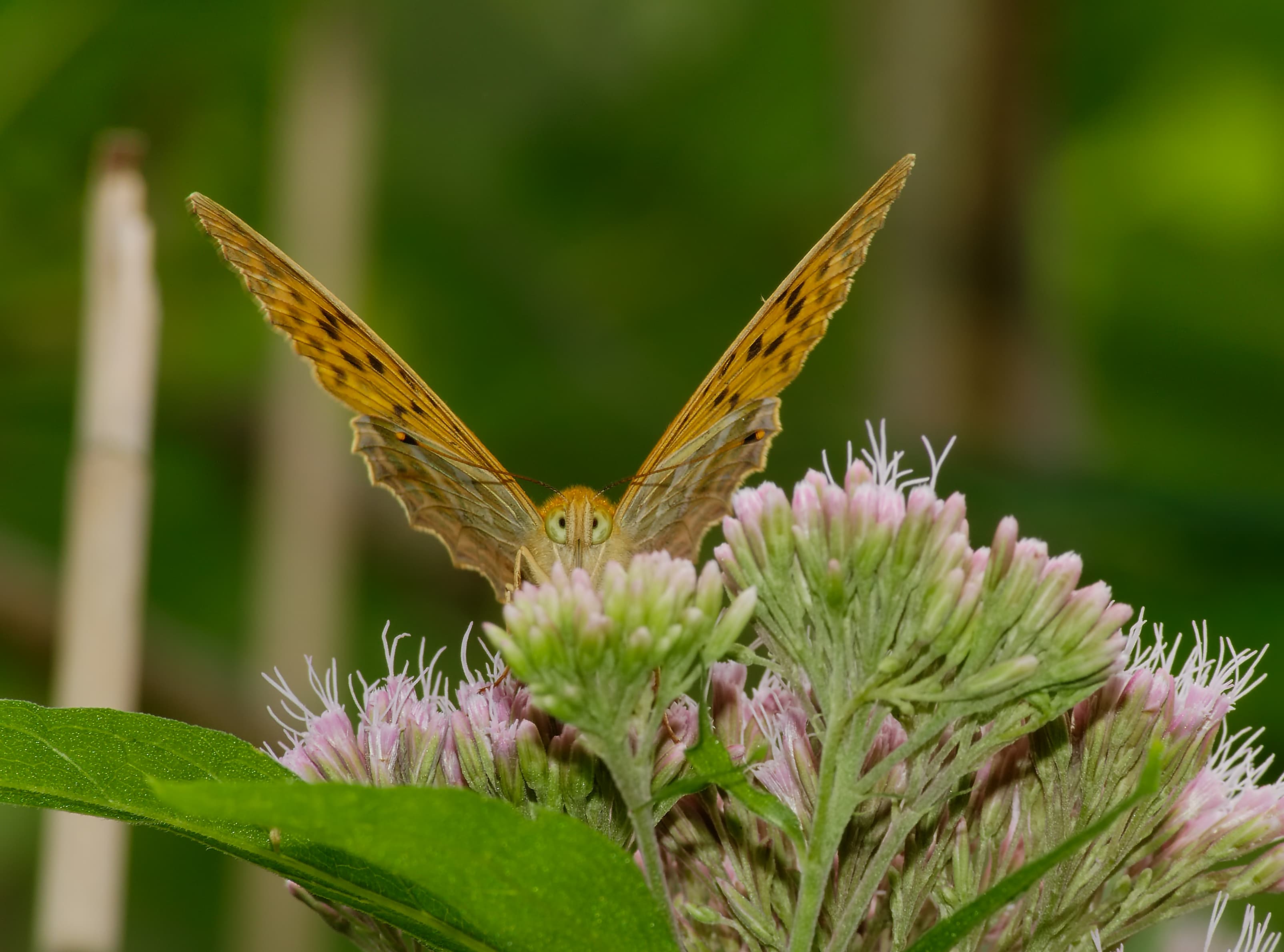 Silver-washed Fritillary