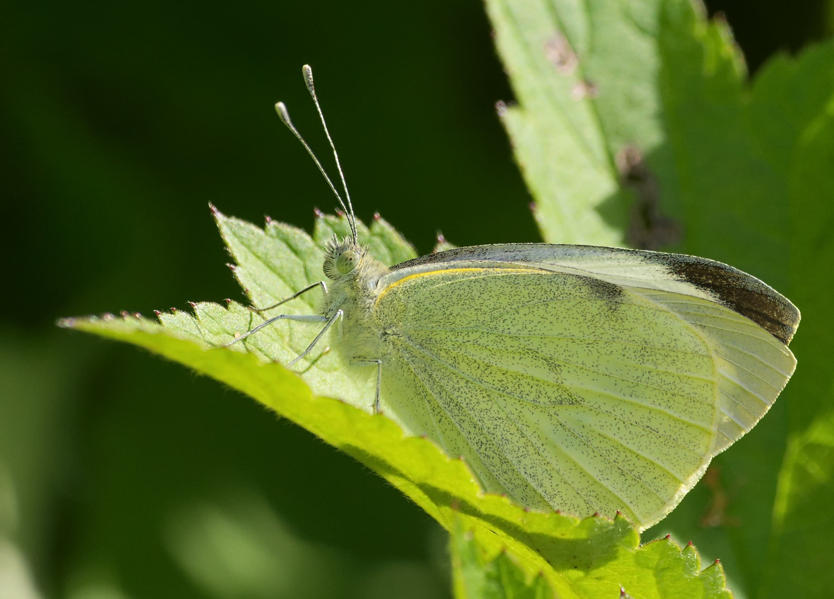 Cabbage White Butterfly