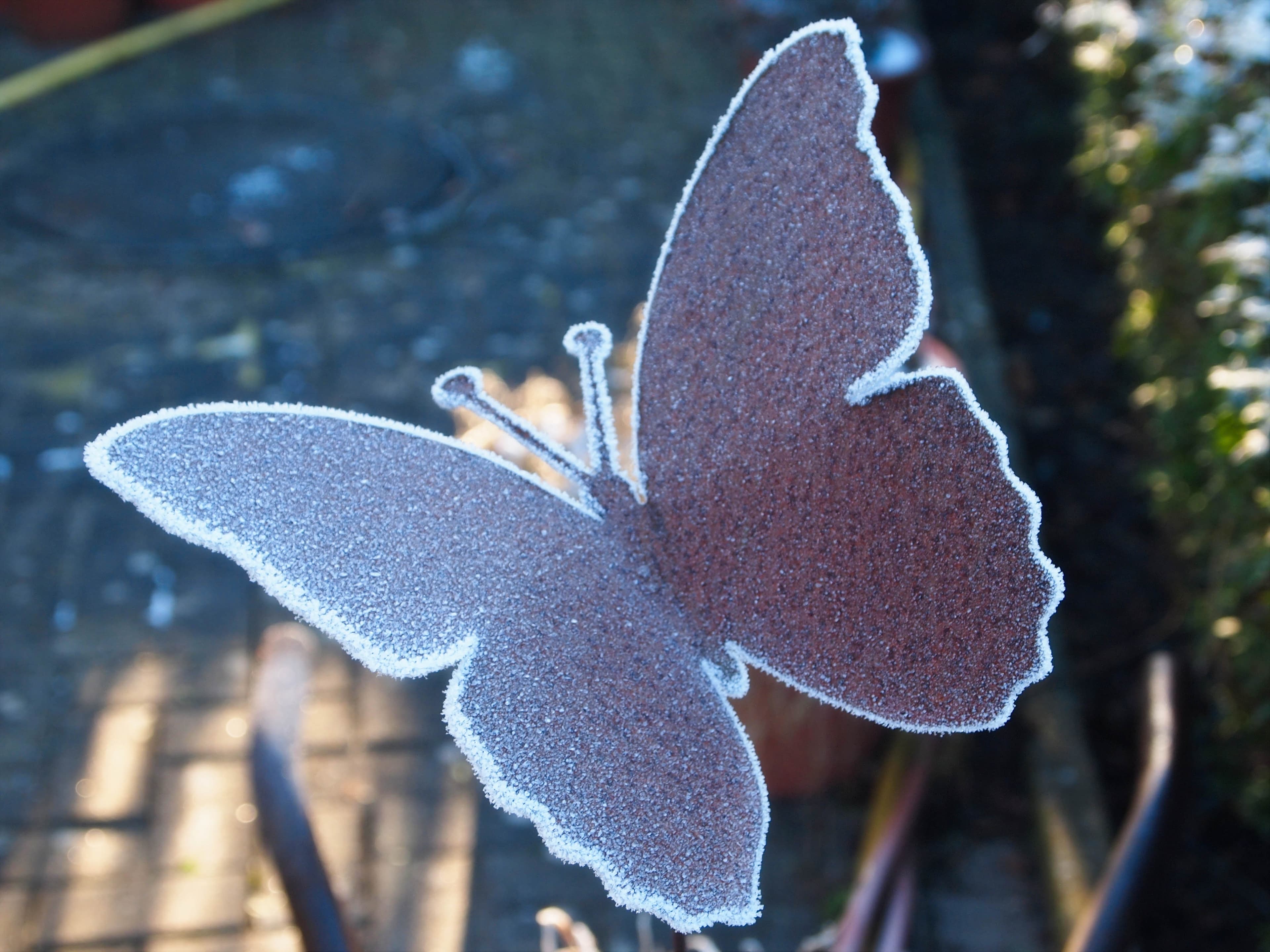 N/A (Artificial butterfly decoration)