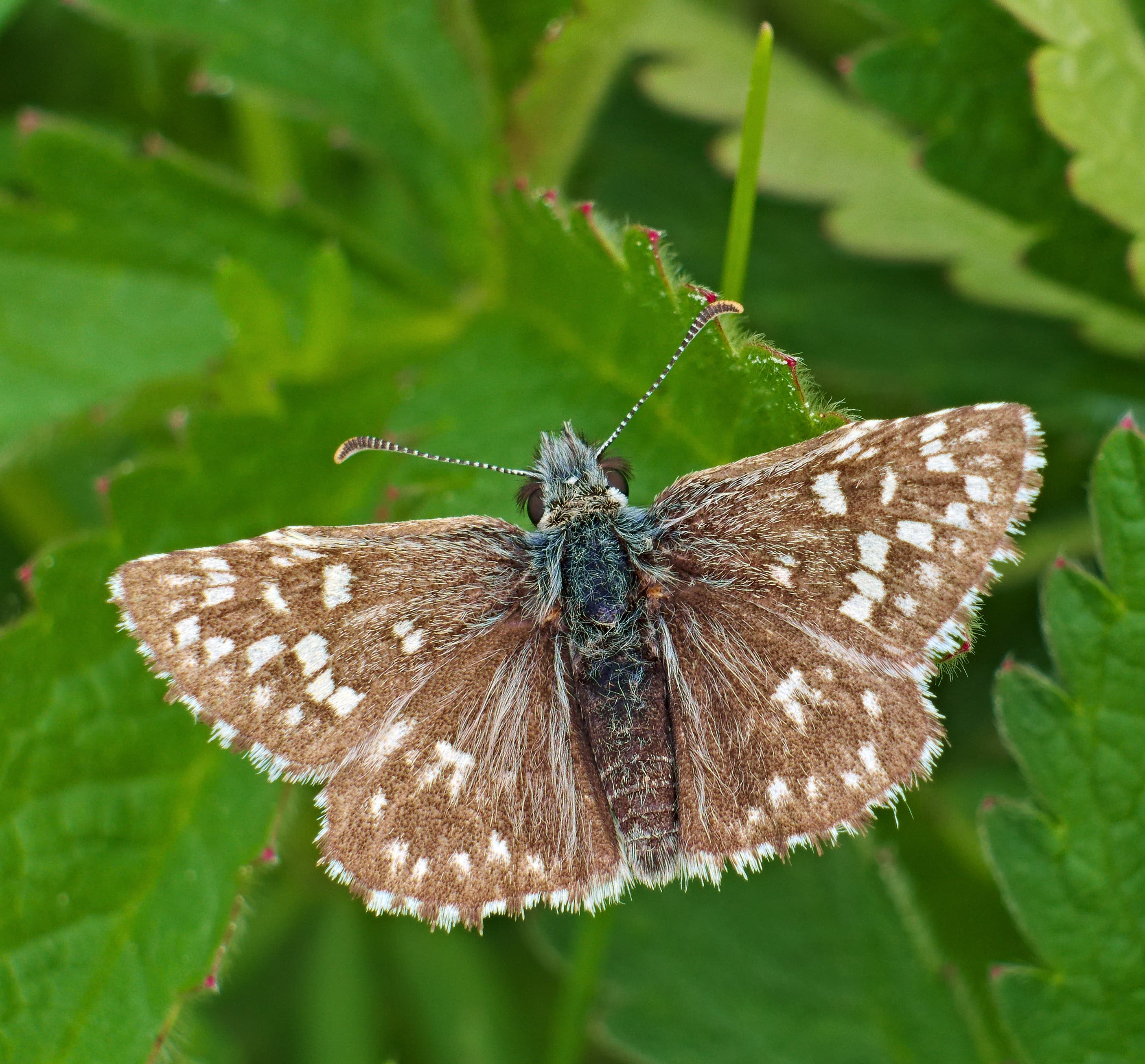 Grizzled Skipper
