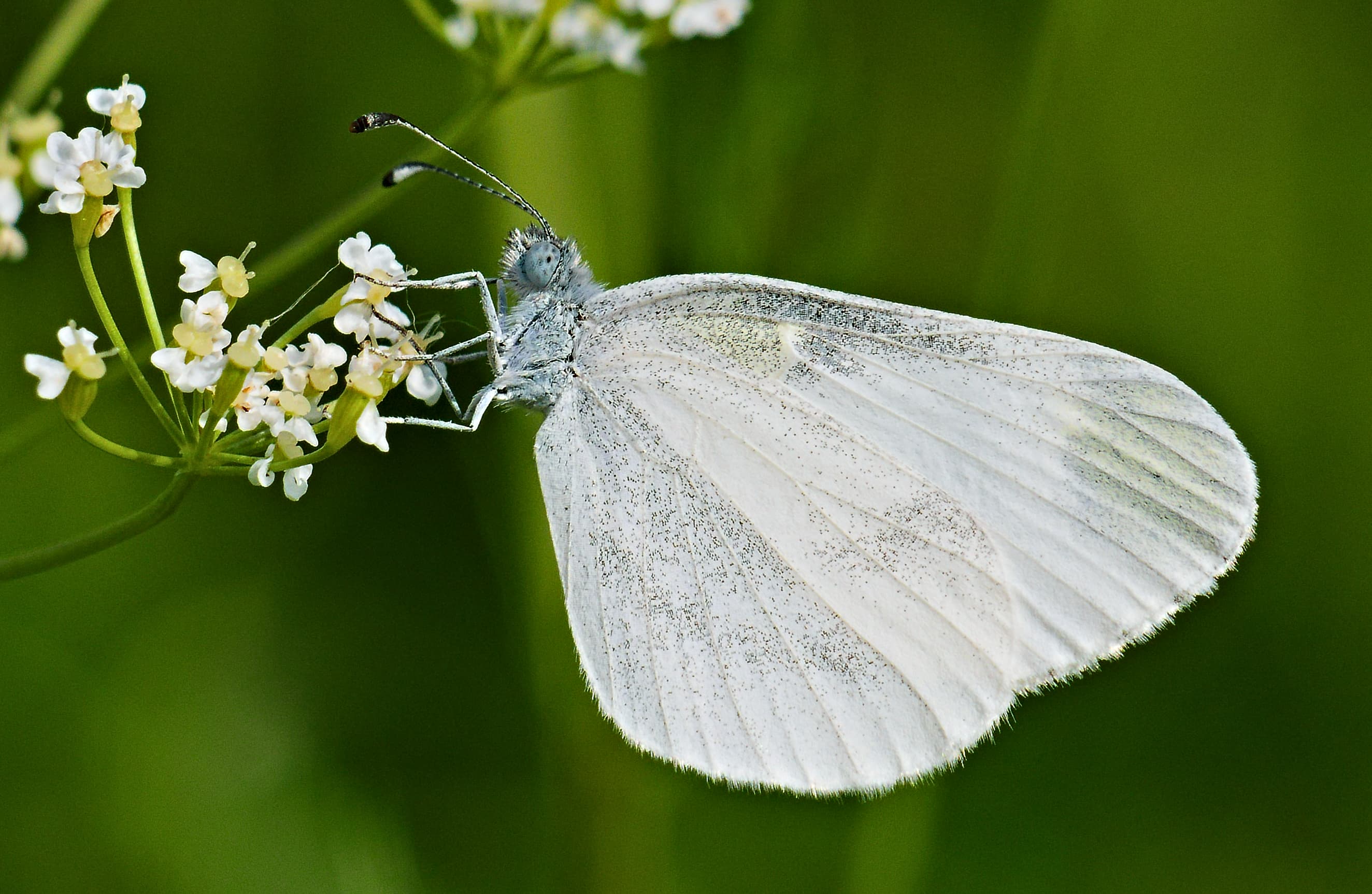 Wood White