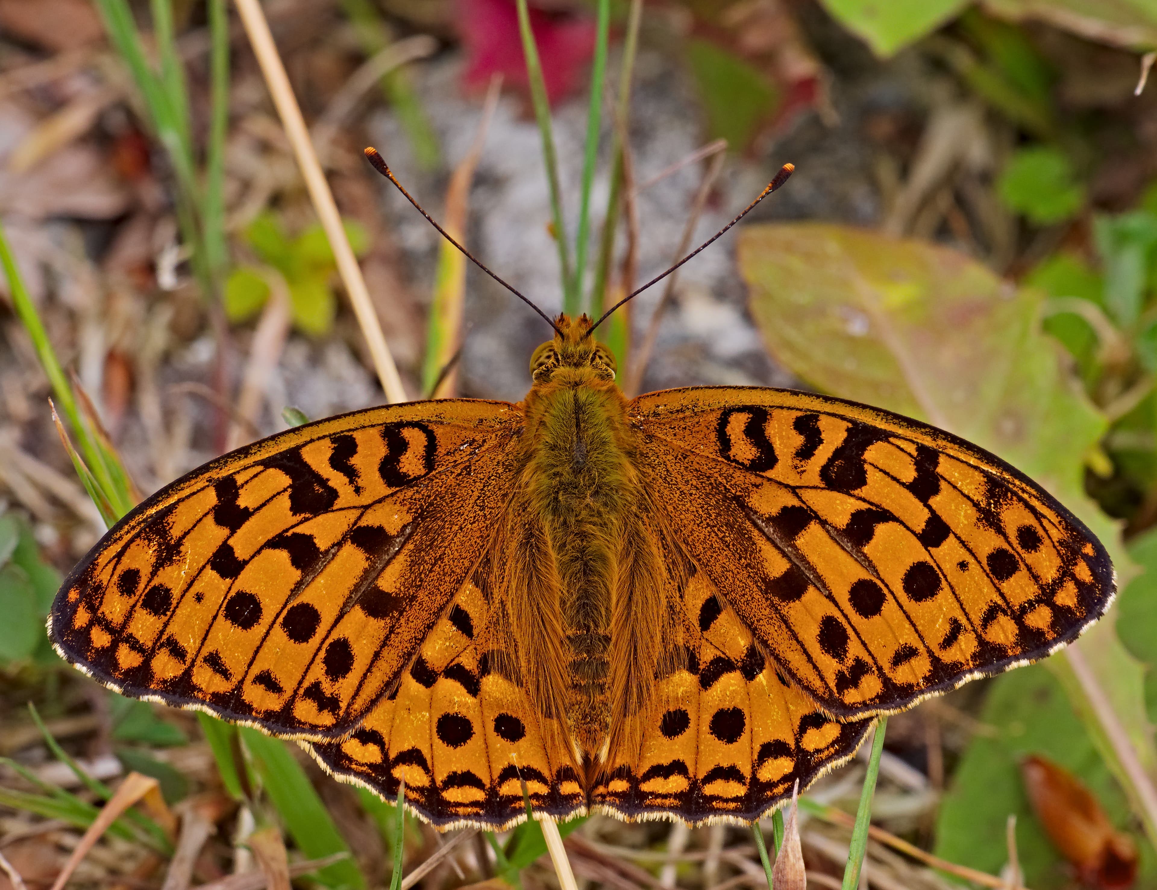 High Brown Fritillary