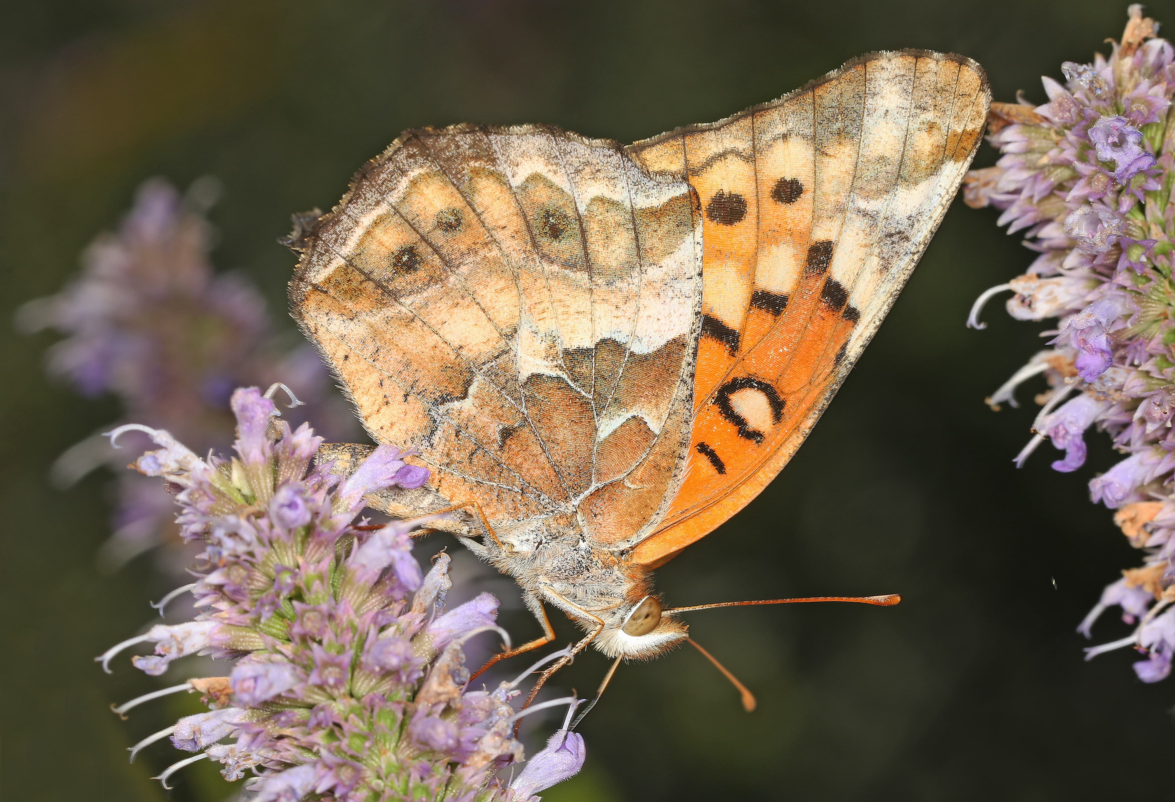 Variegated Fritillary