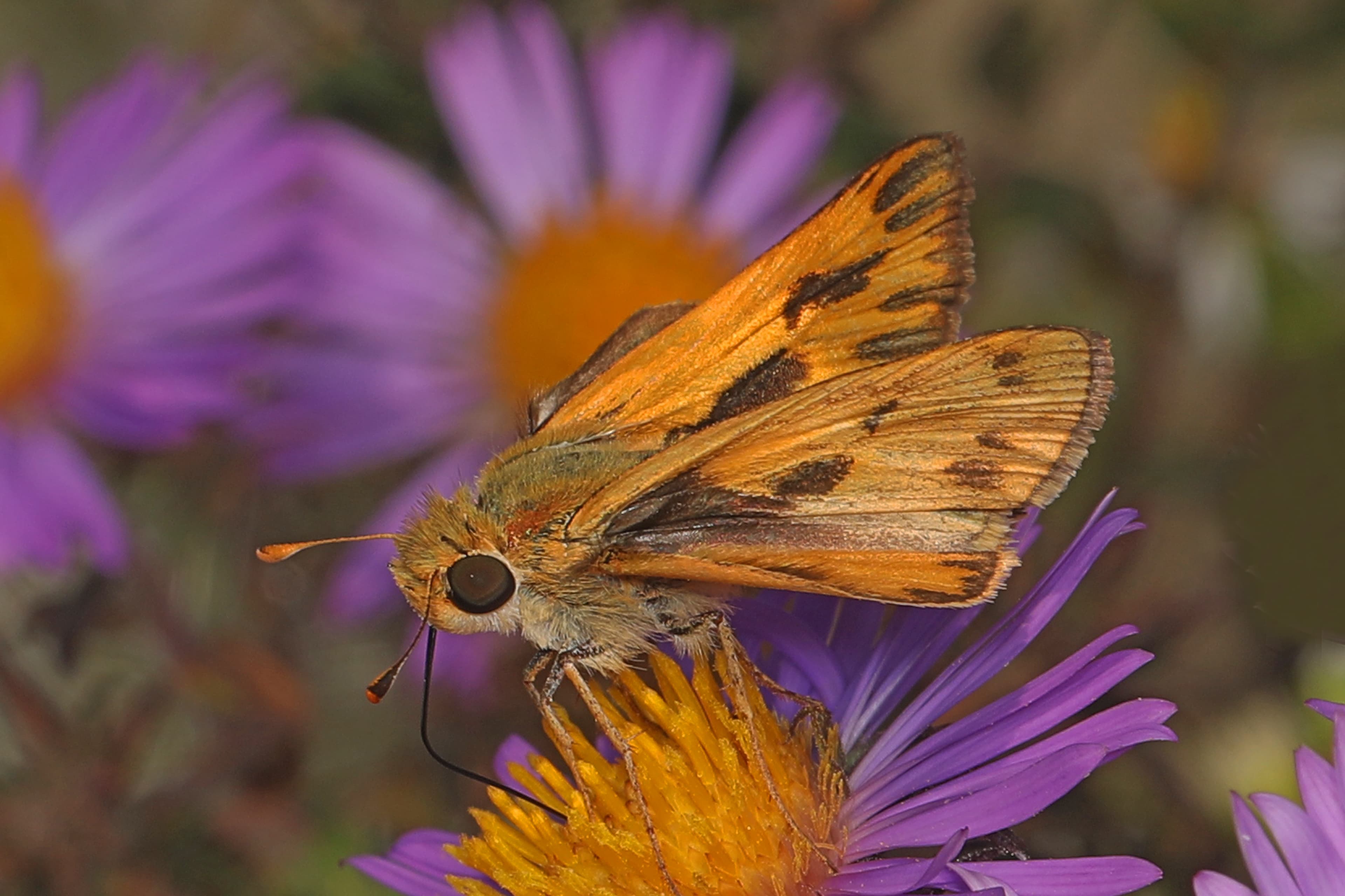 Fiery Skipper