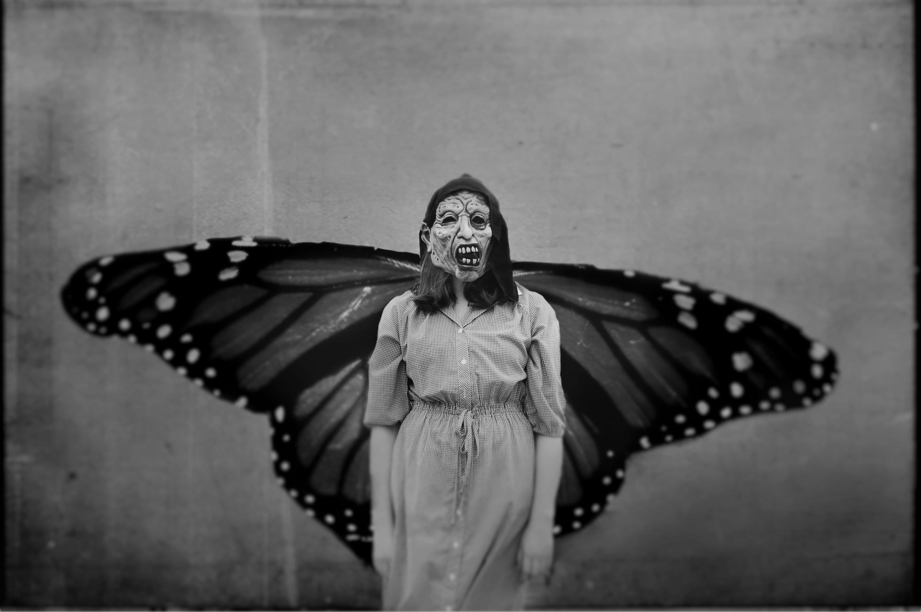 Monarch butterfly