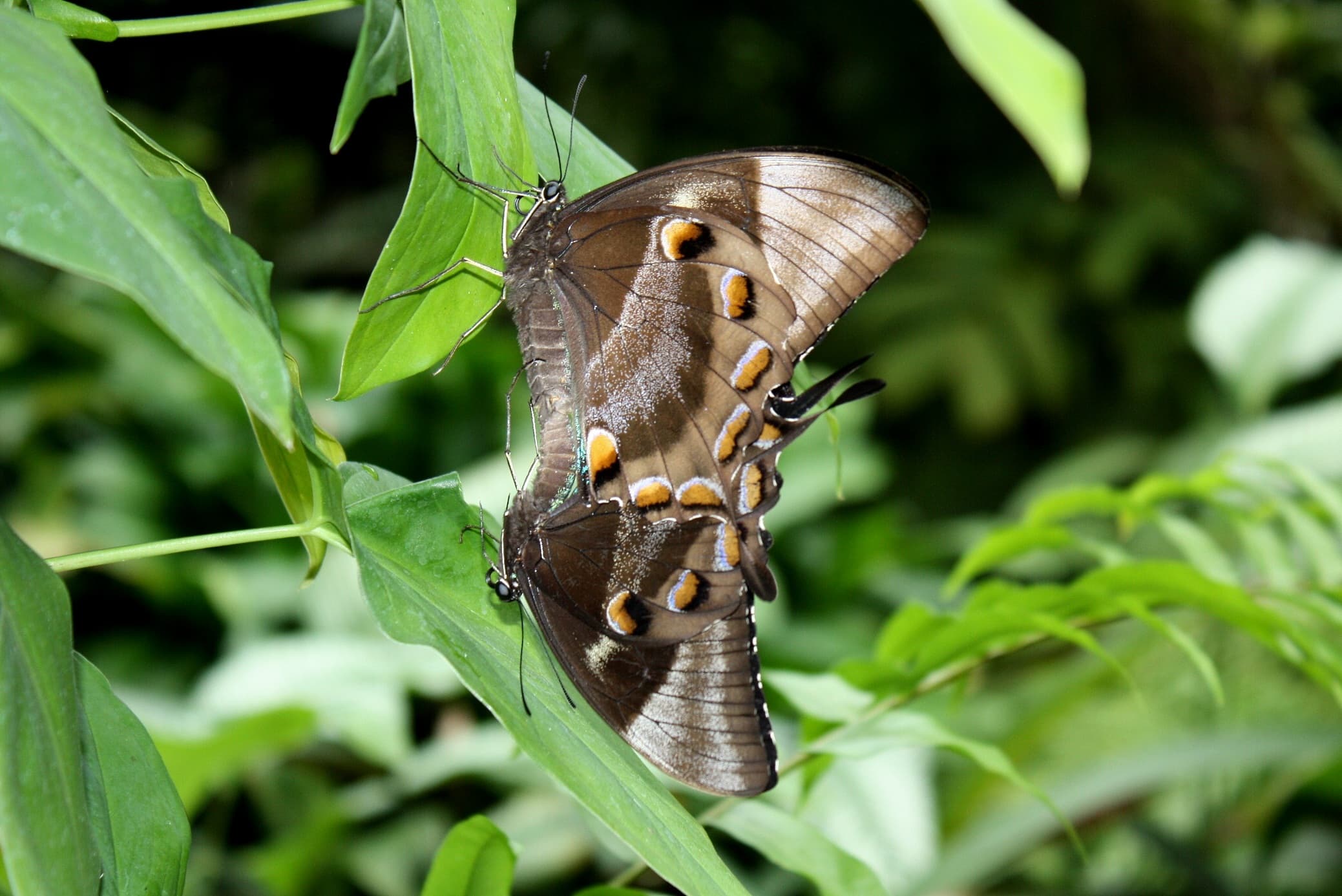 Ulysses Butterfly