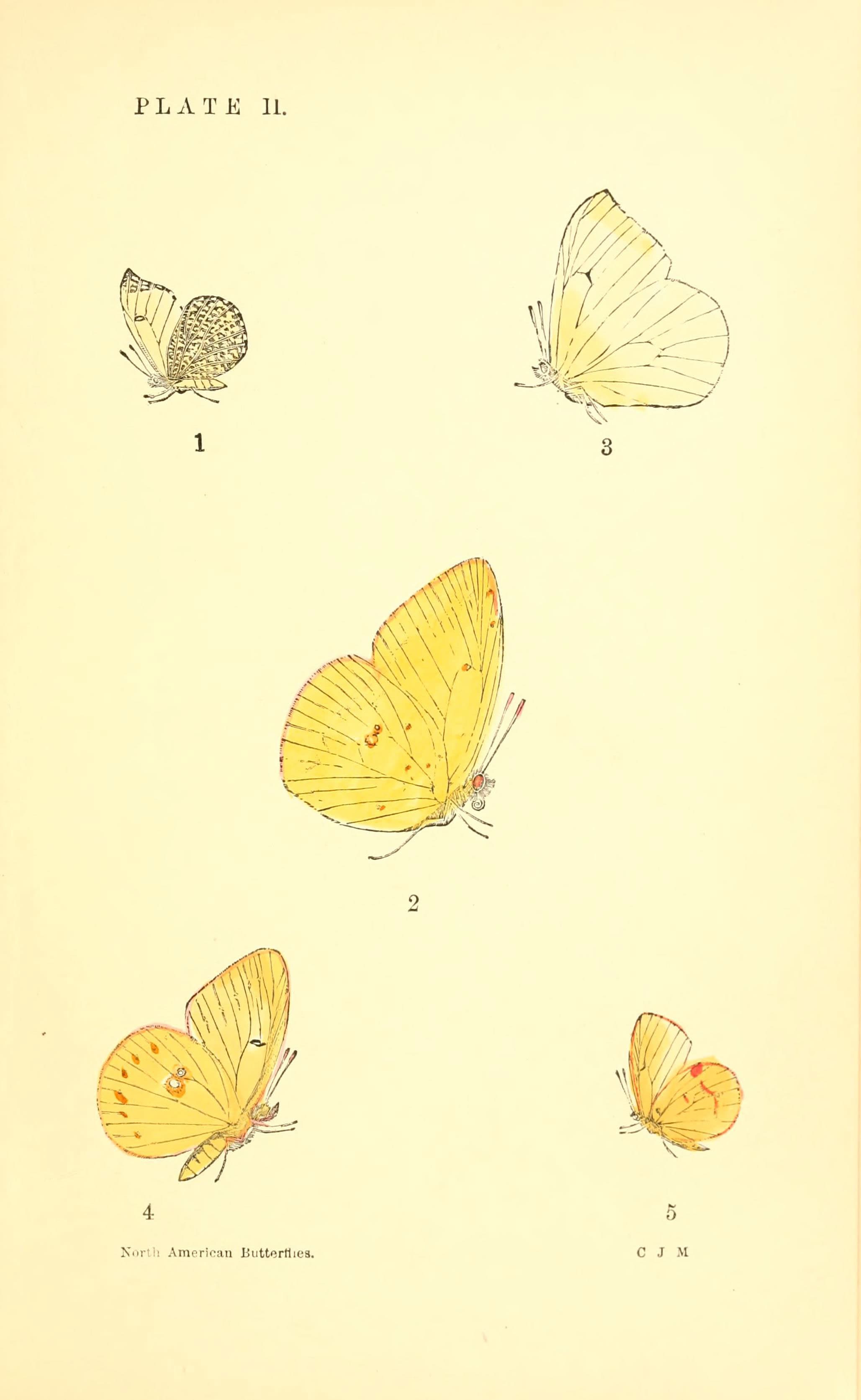 Falcate Orangetip