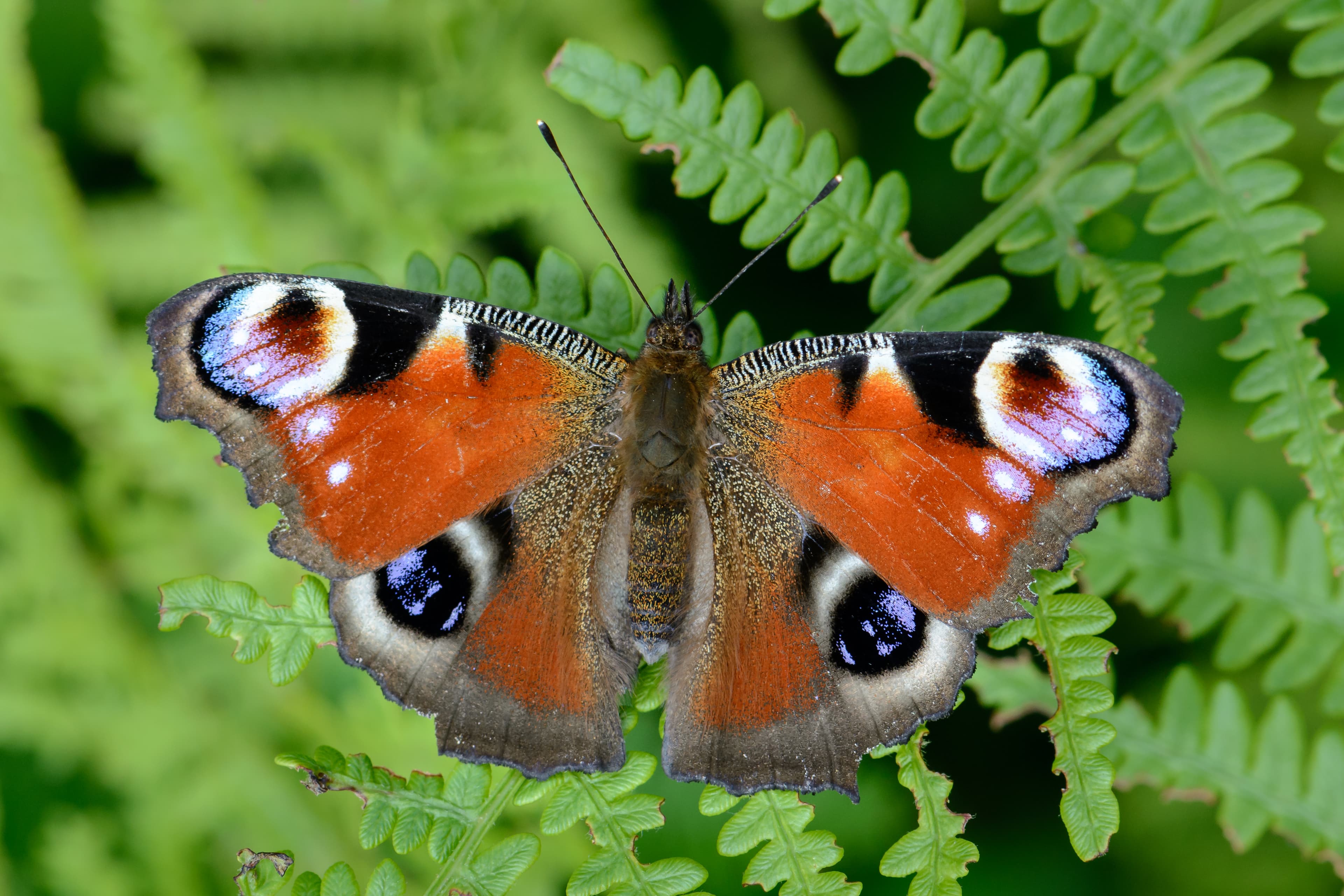 Peacock Butterfly
