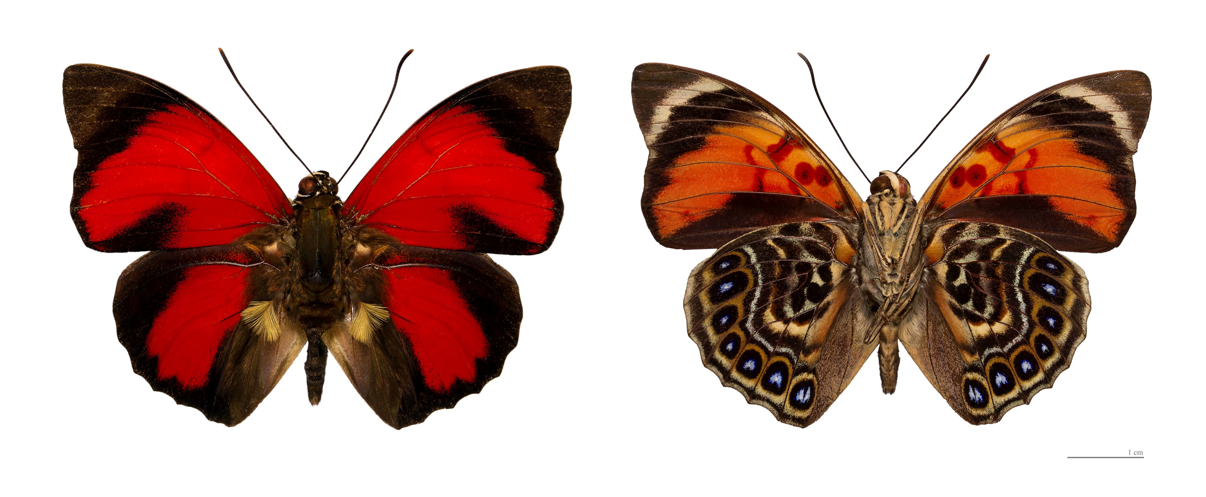 Claudina Butterfly