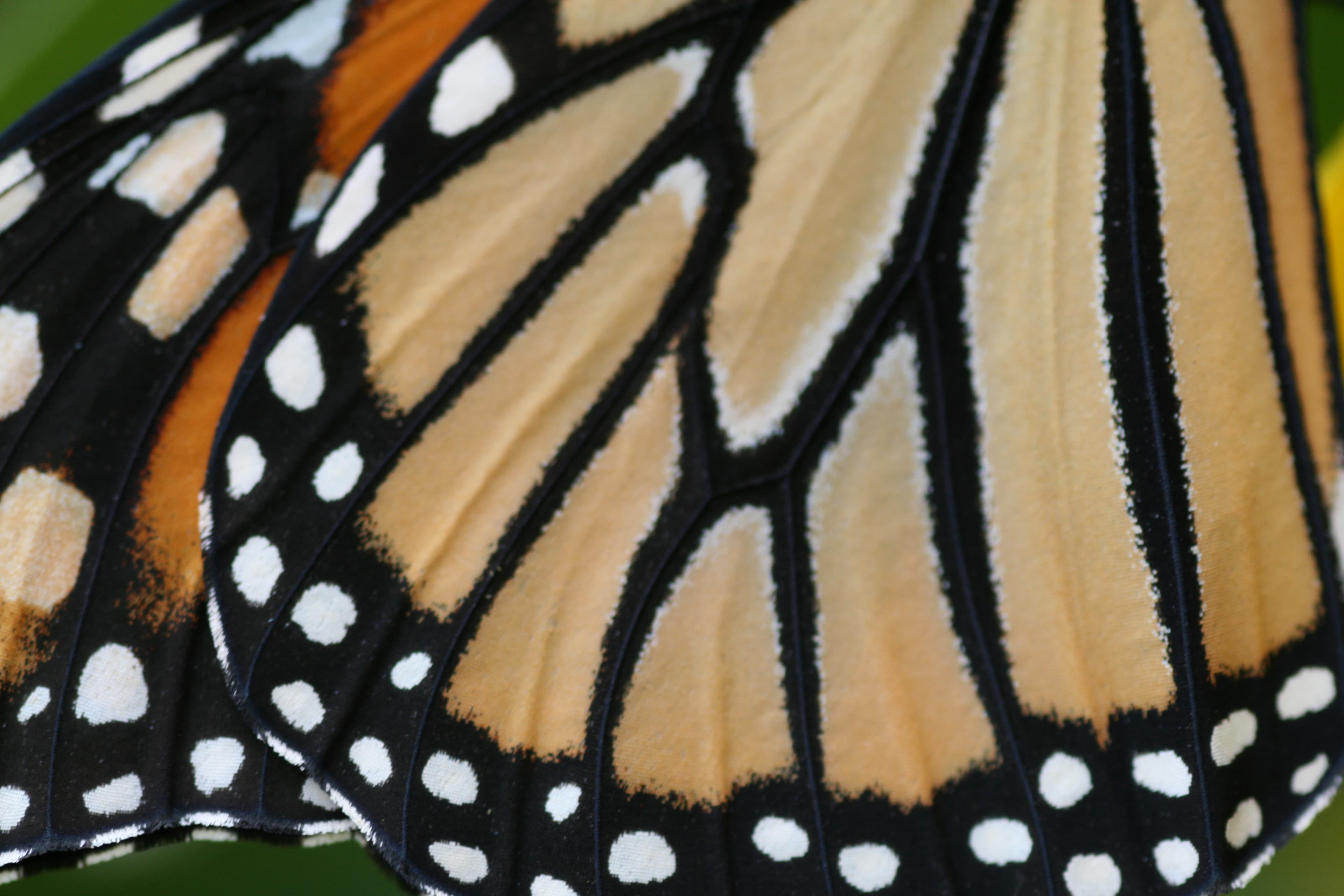 Monarch Butterfly