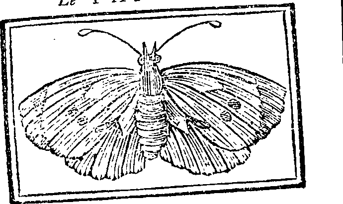 Unknown Butterfly