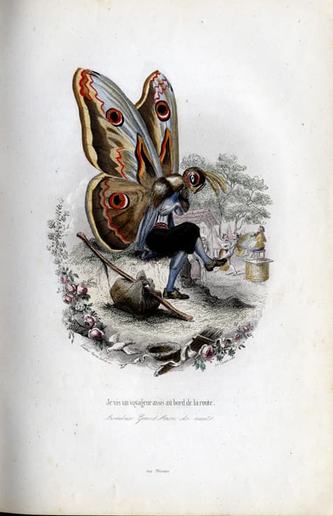 Giant Peacock Moth