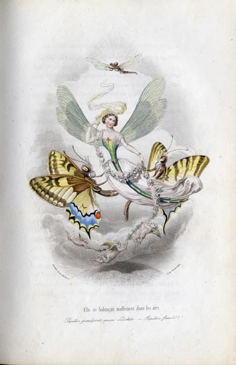 Old World Swallowtail