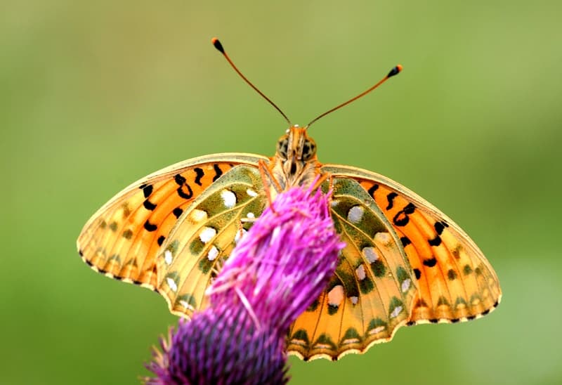 Dark Green Fritillary