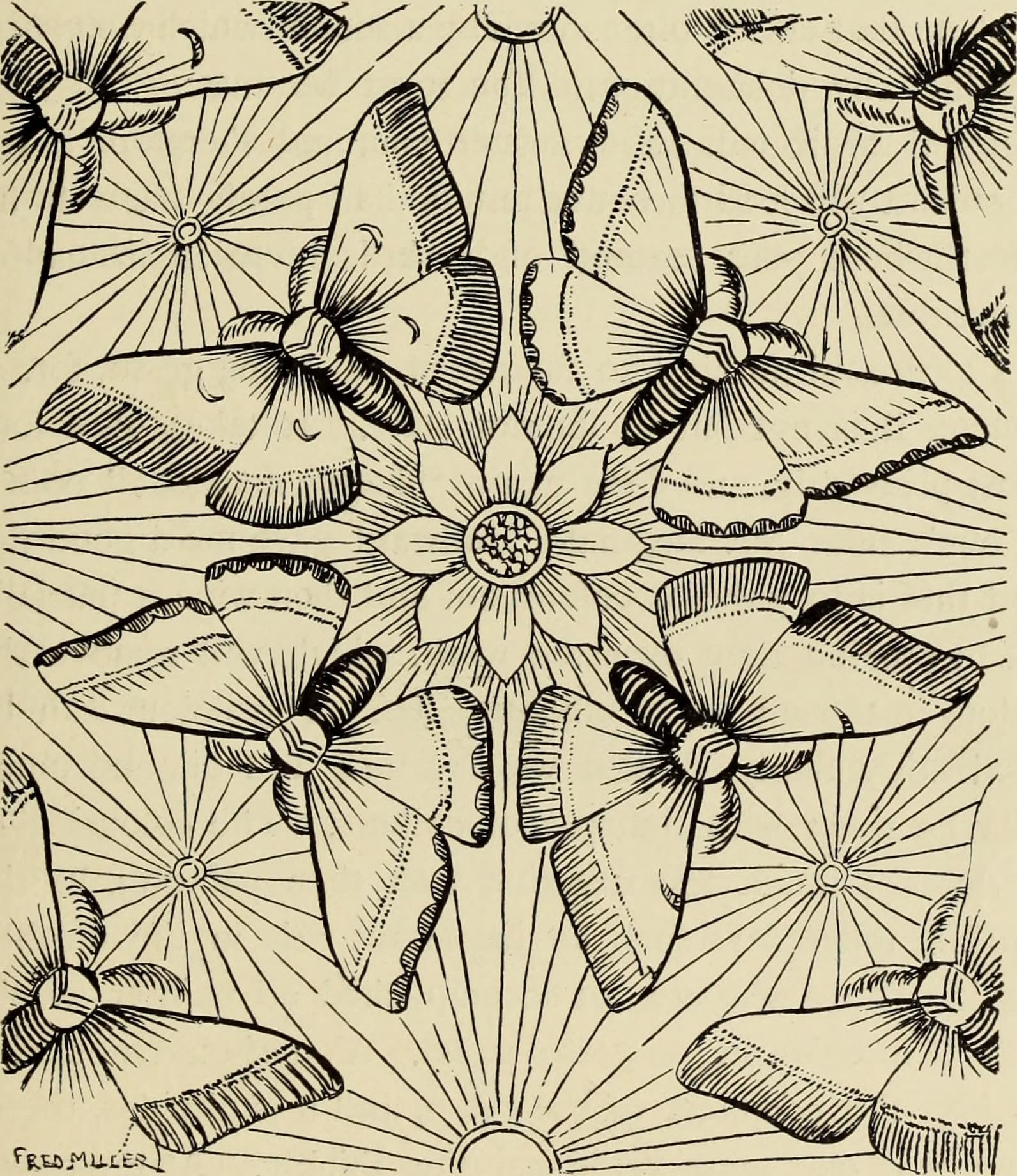 Unknown Moth Species (stylized illustration)