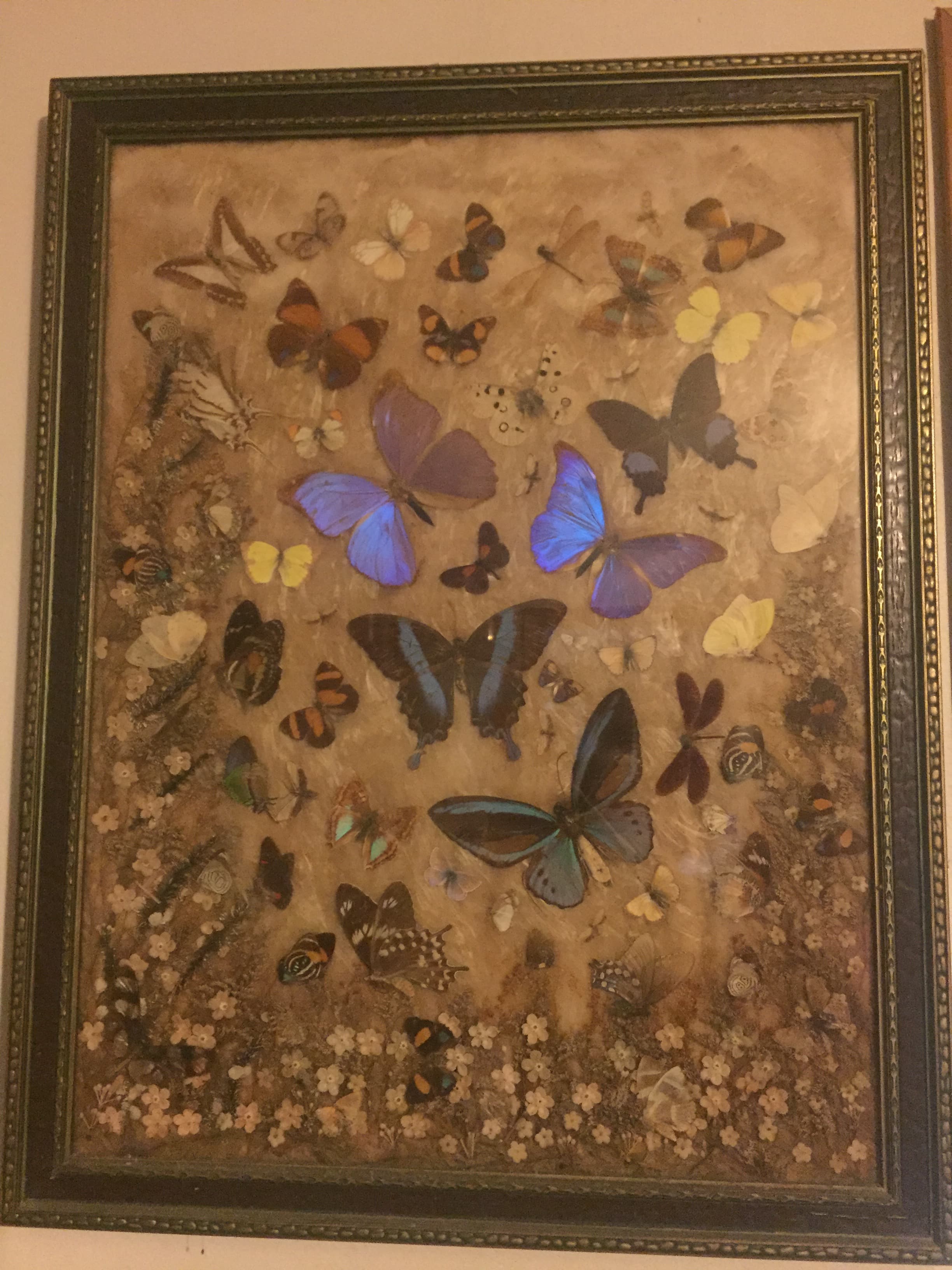 Giant Blue Morpho
