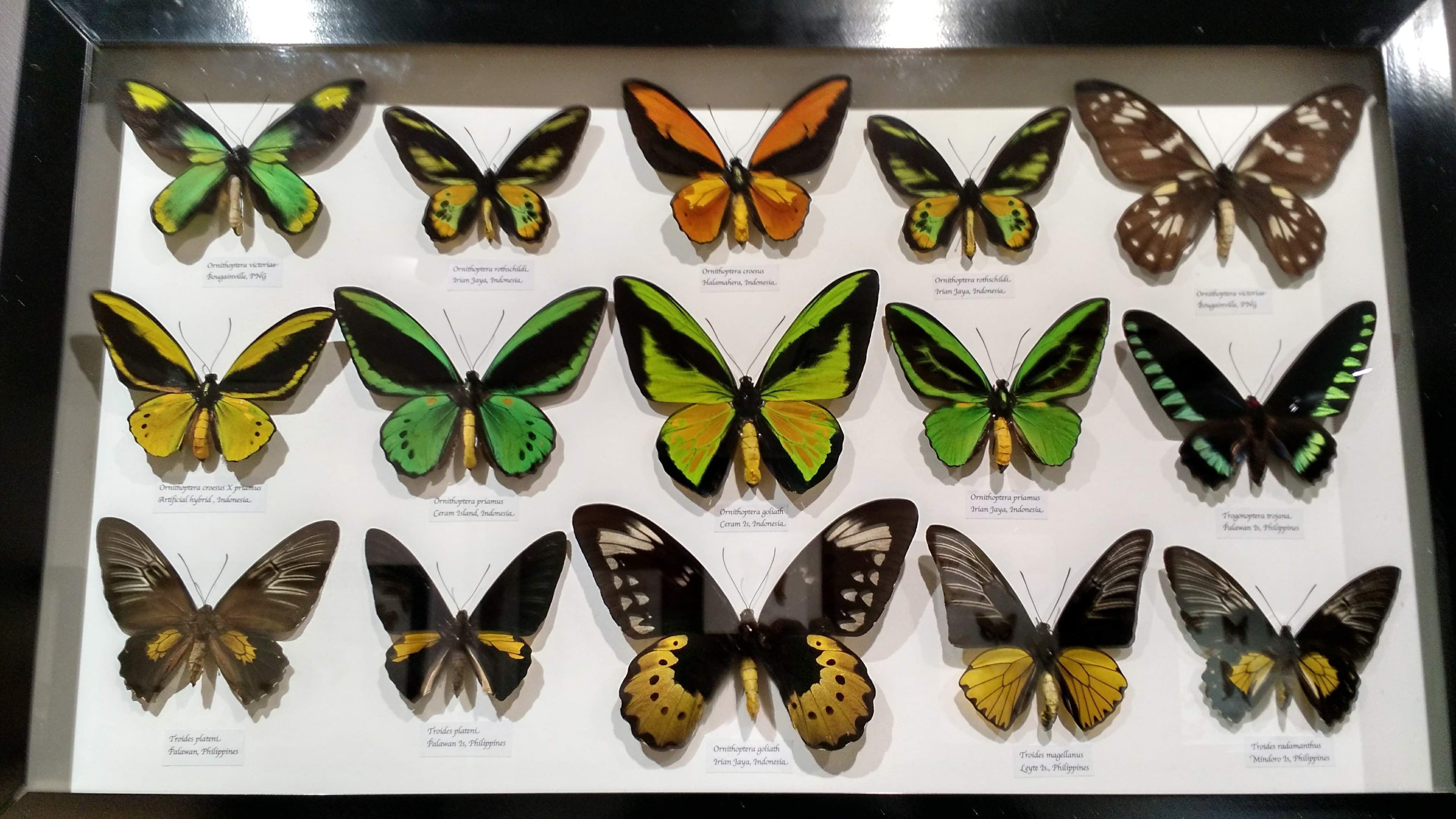 Wallace's Golden Birdwing