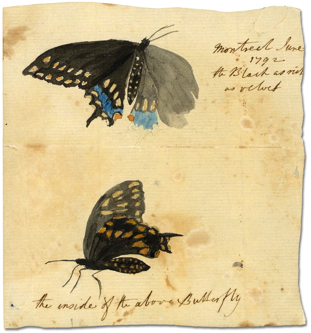 Black Swallowtail