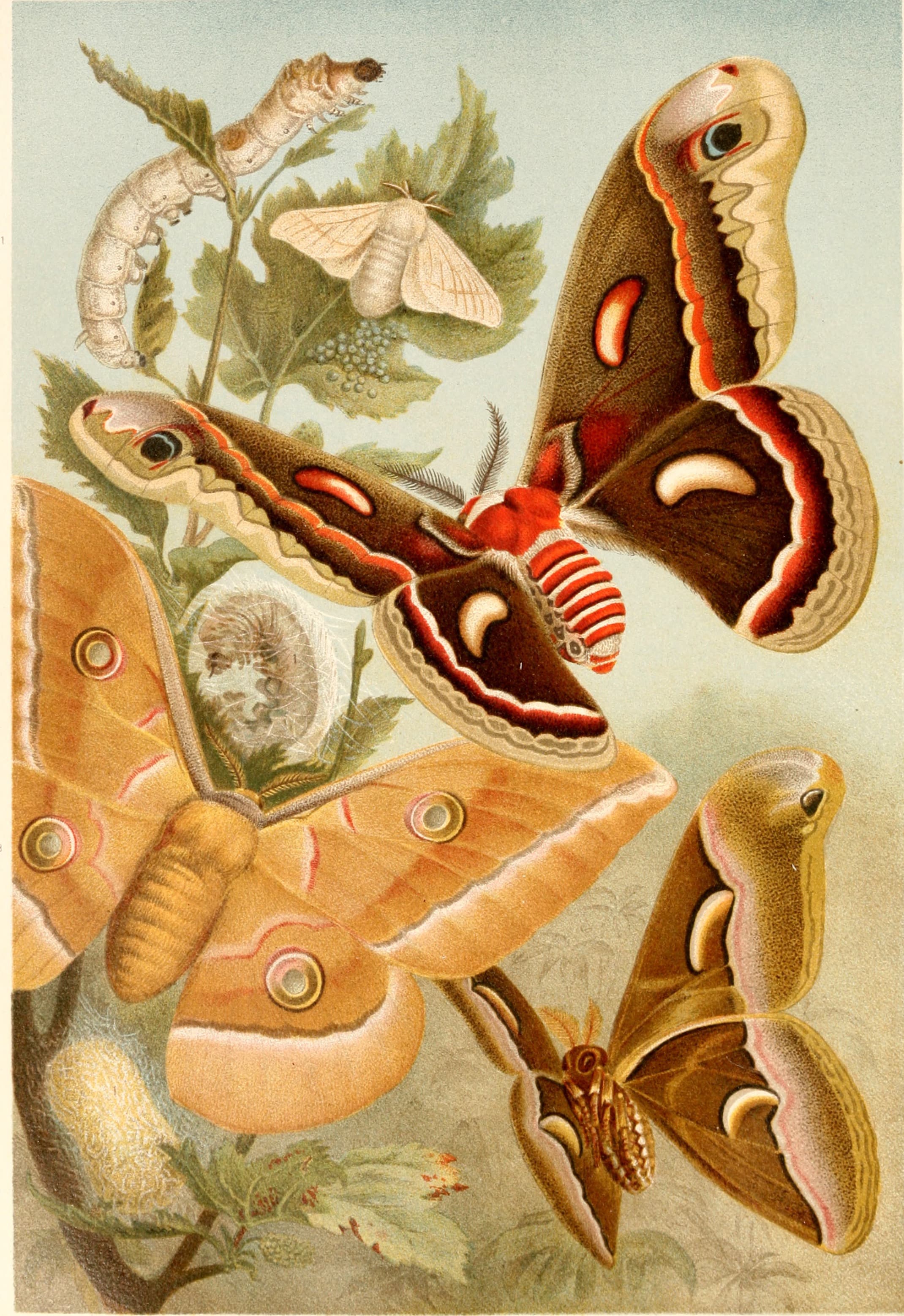 Cecropia Moth