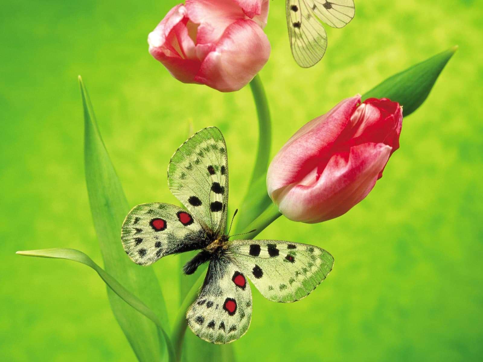 Apollo butterfly