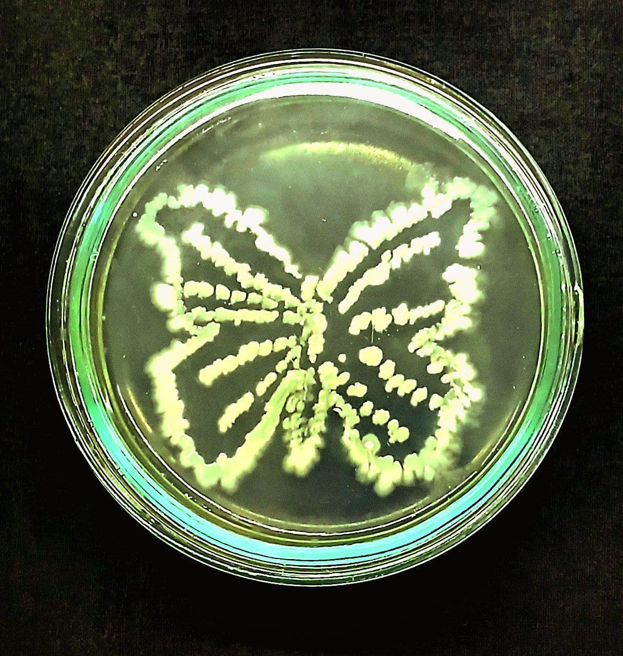Not applicable (Image depicts bacterial culture, not a butterfly)