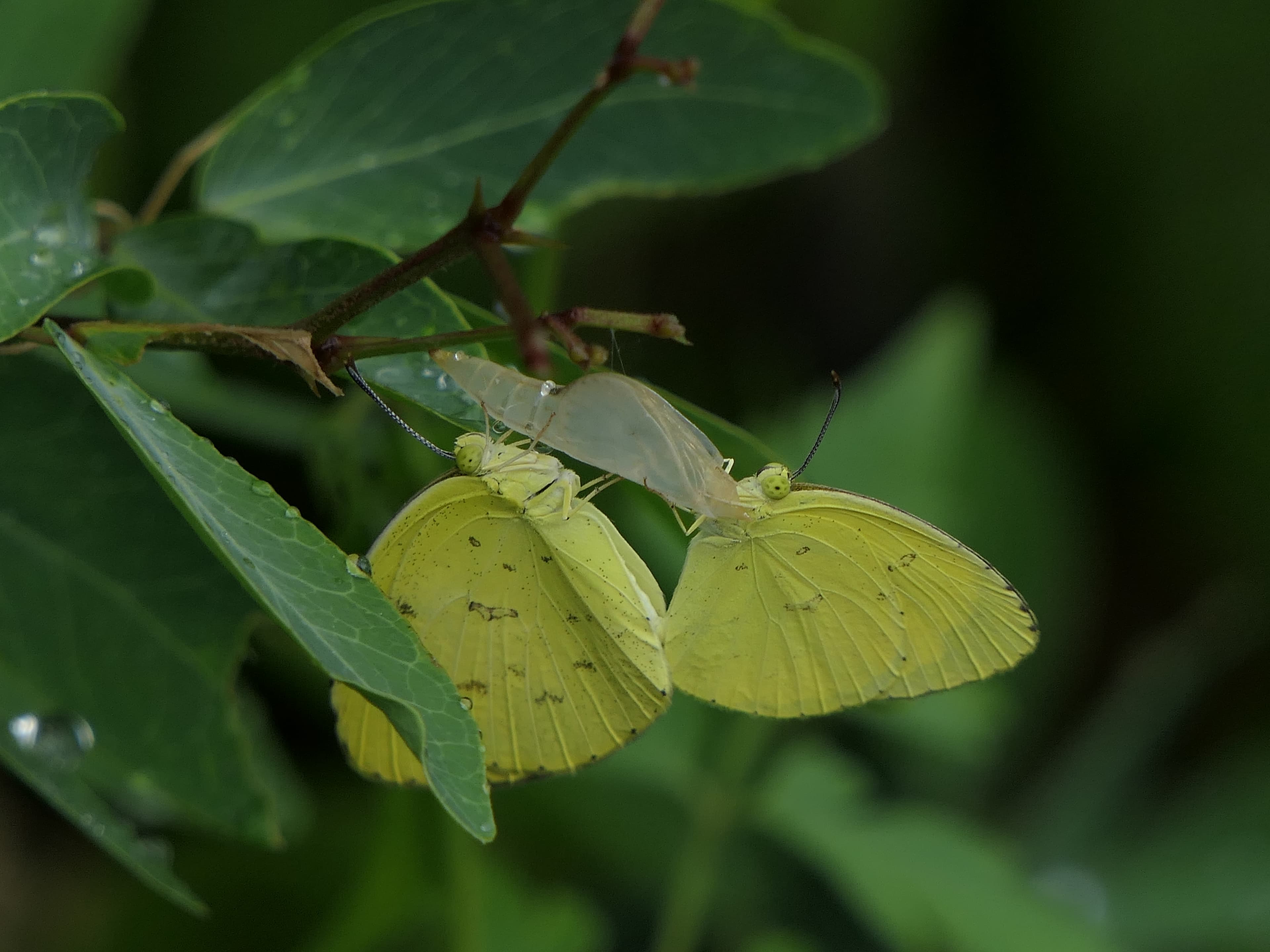 Common Grass Yellow