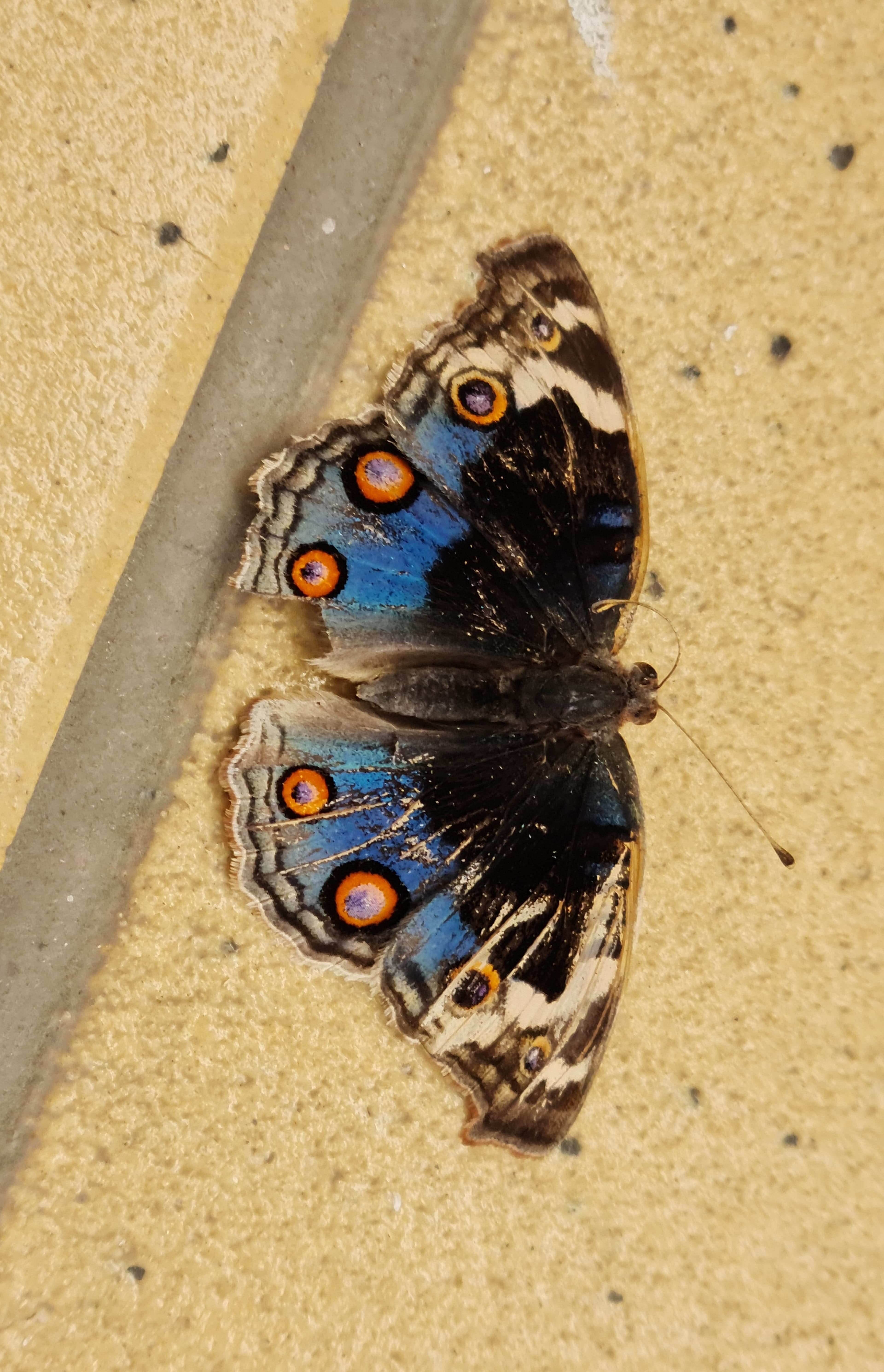 Blue Pansy