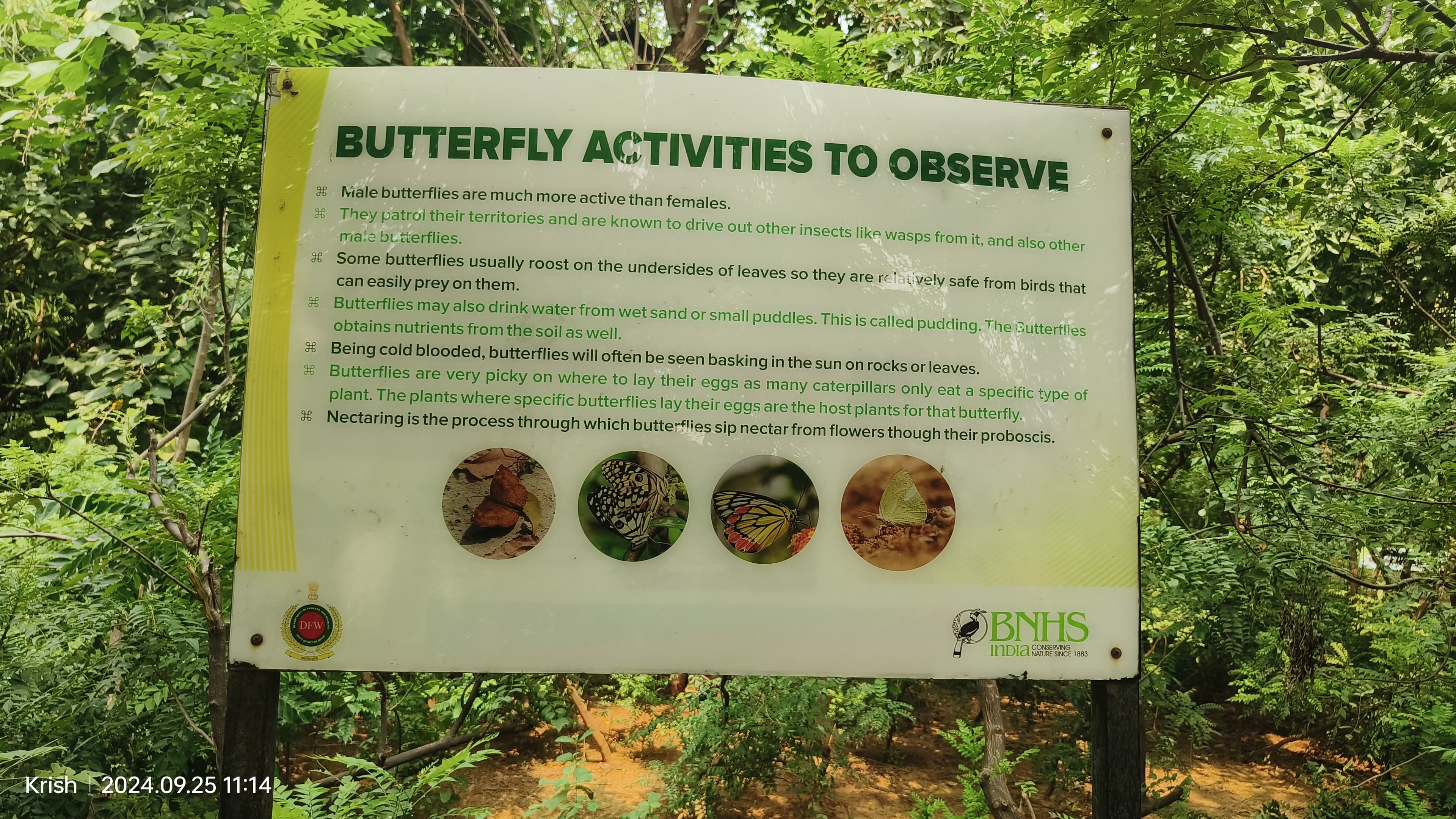 Lime Butterfly