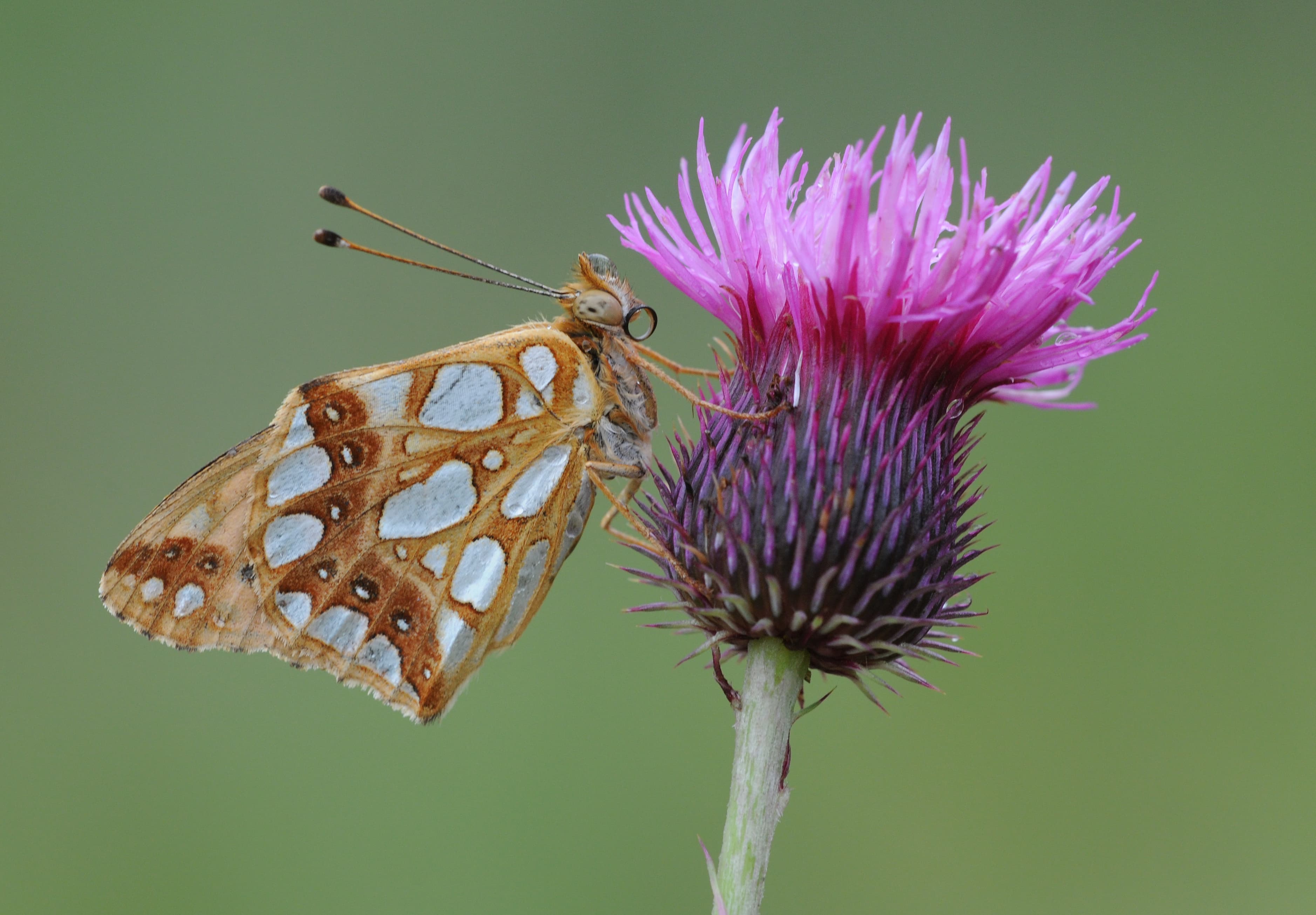 Queen of Spain Fritillary