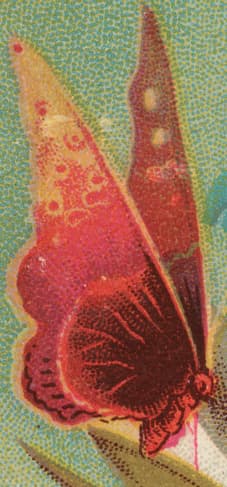 Generic Butterfly (Artistic Representation)