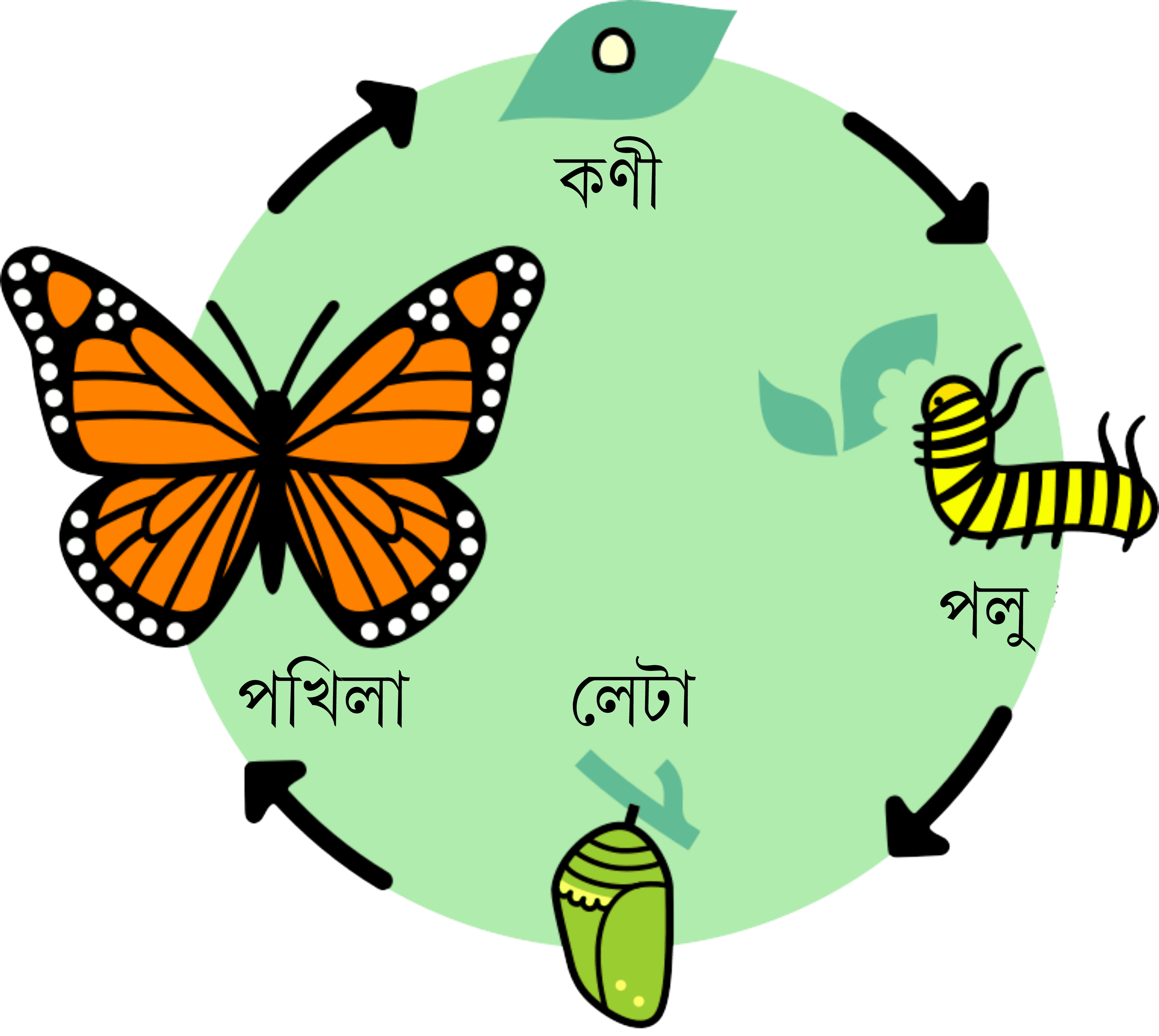 Southern Monarch