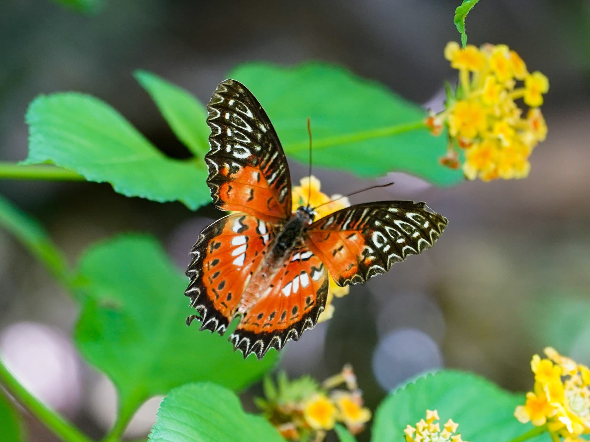 Red Lacewing