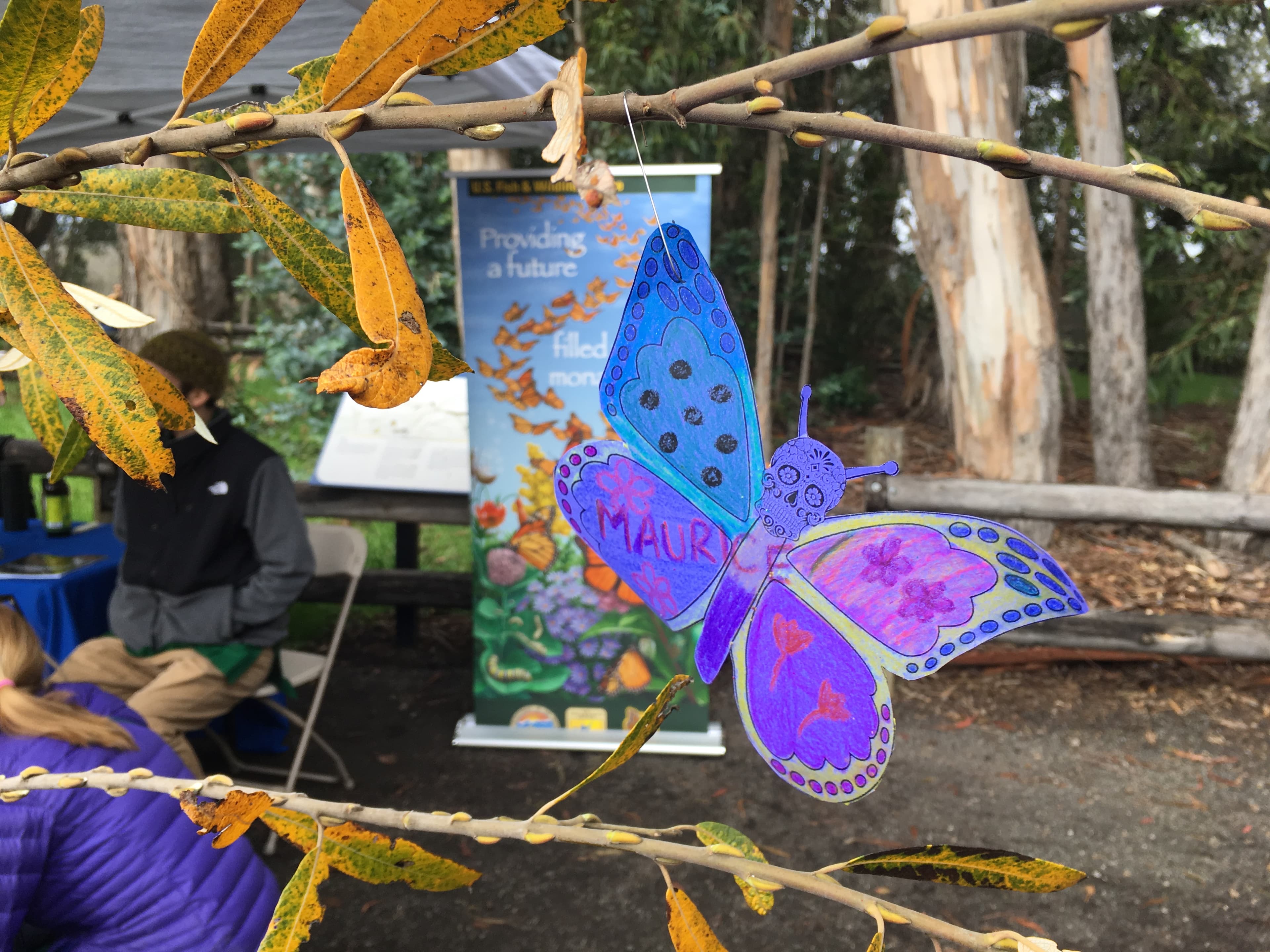 Monarch Butterfly