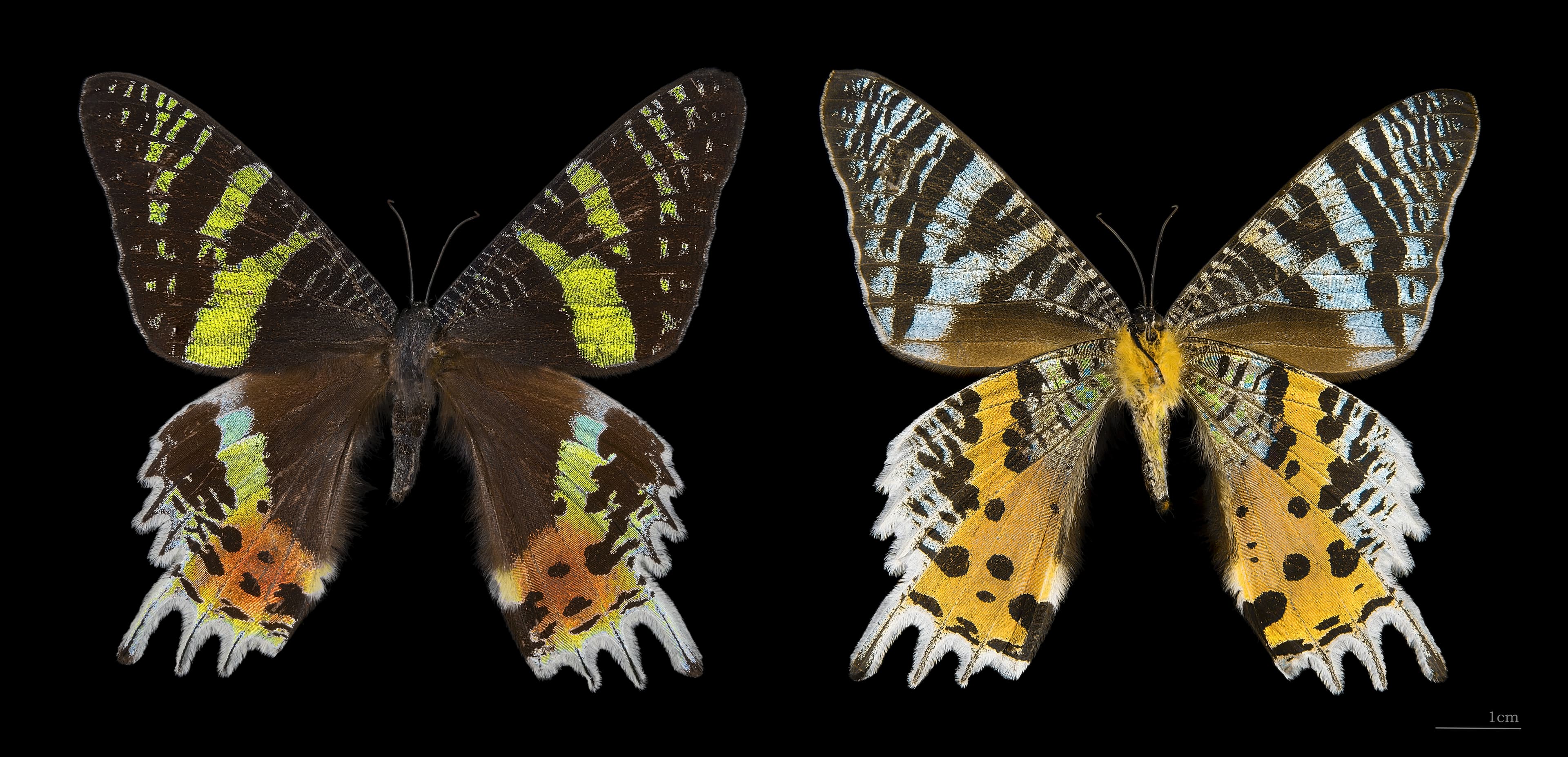 Sunset Moth