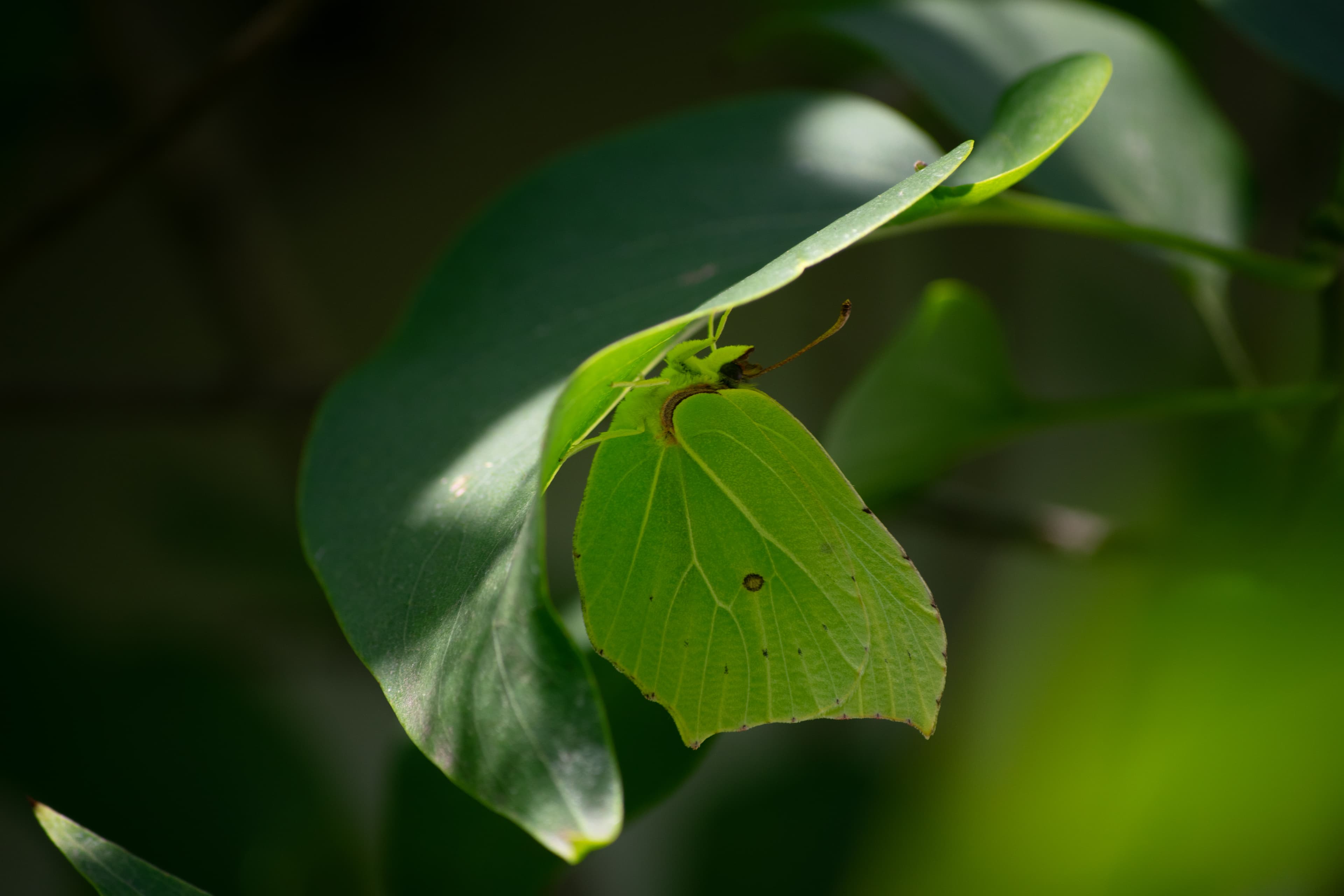 Cleopatra Butterfly