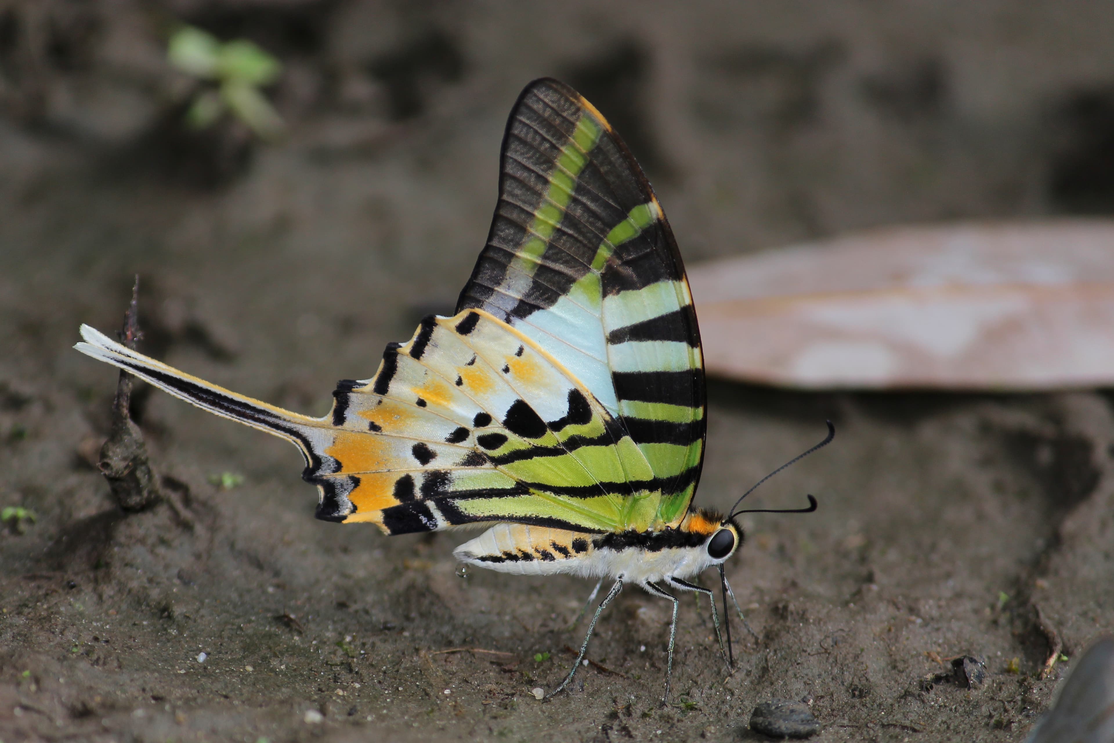 Five-bar Swordtail