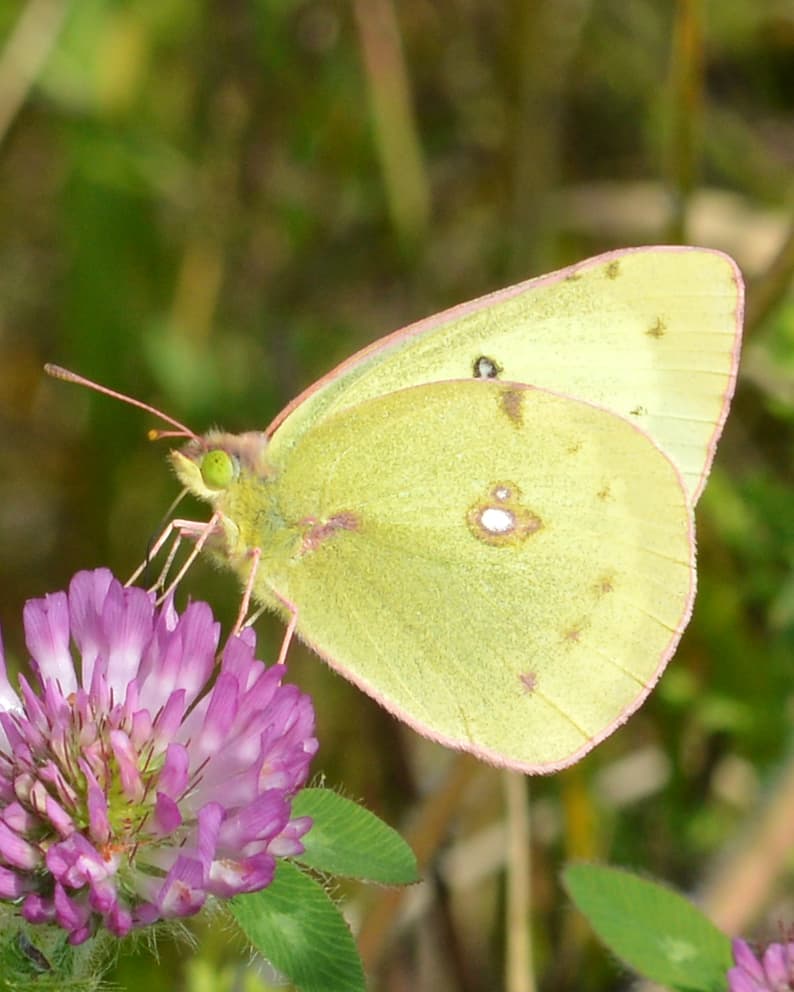 Clouded Sulphur