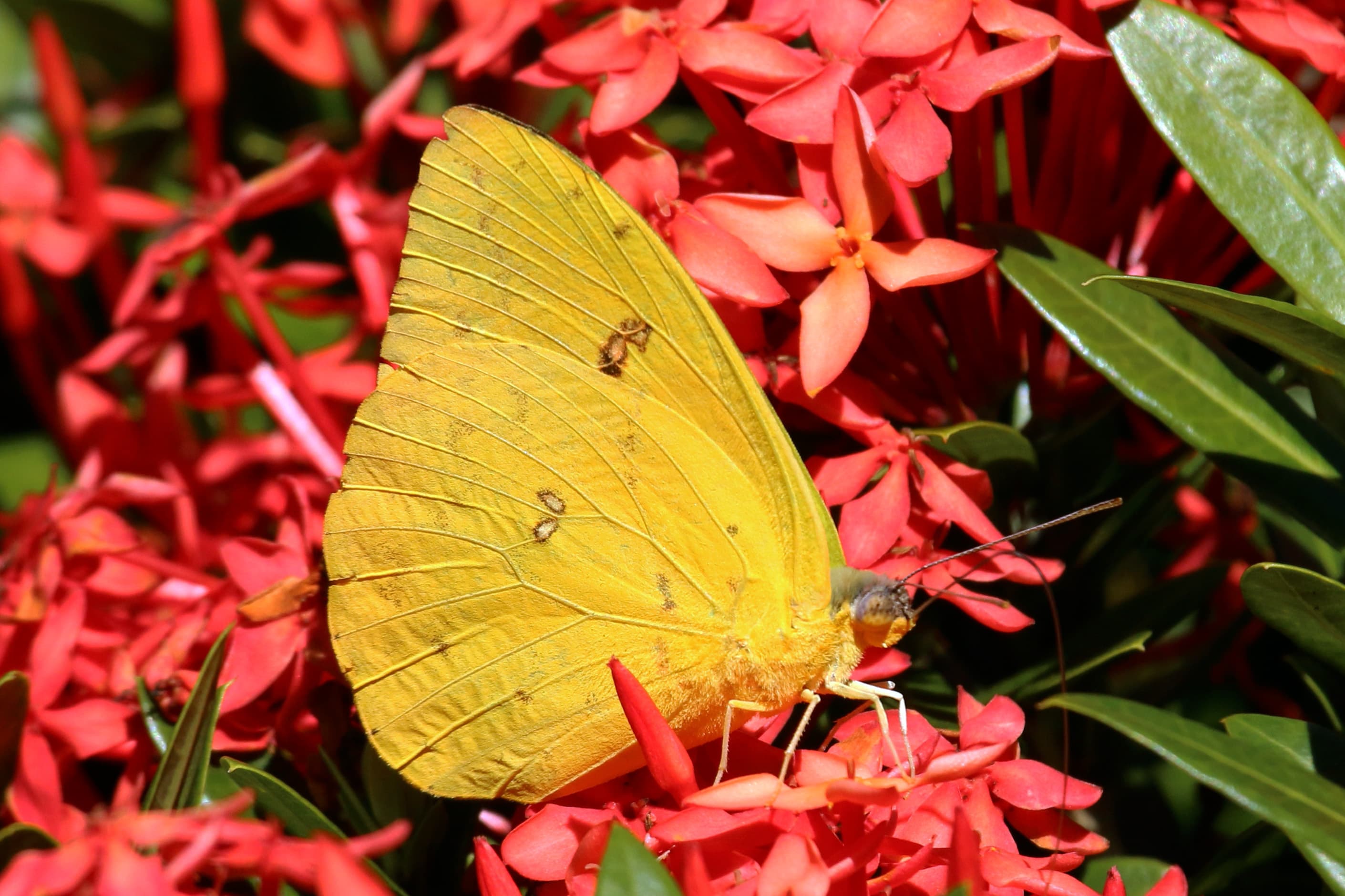 Cloudless Sulphur