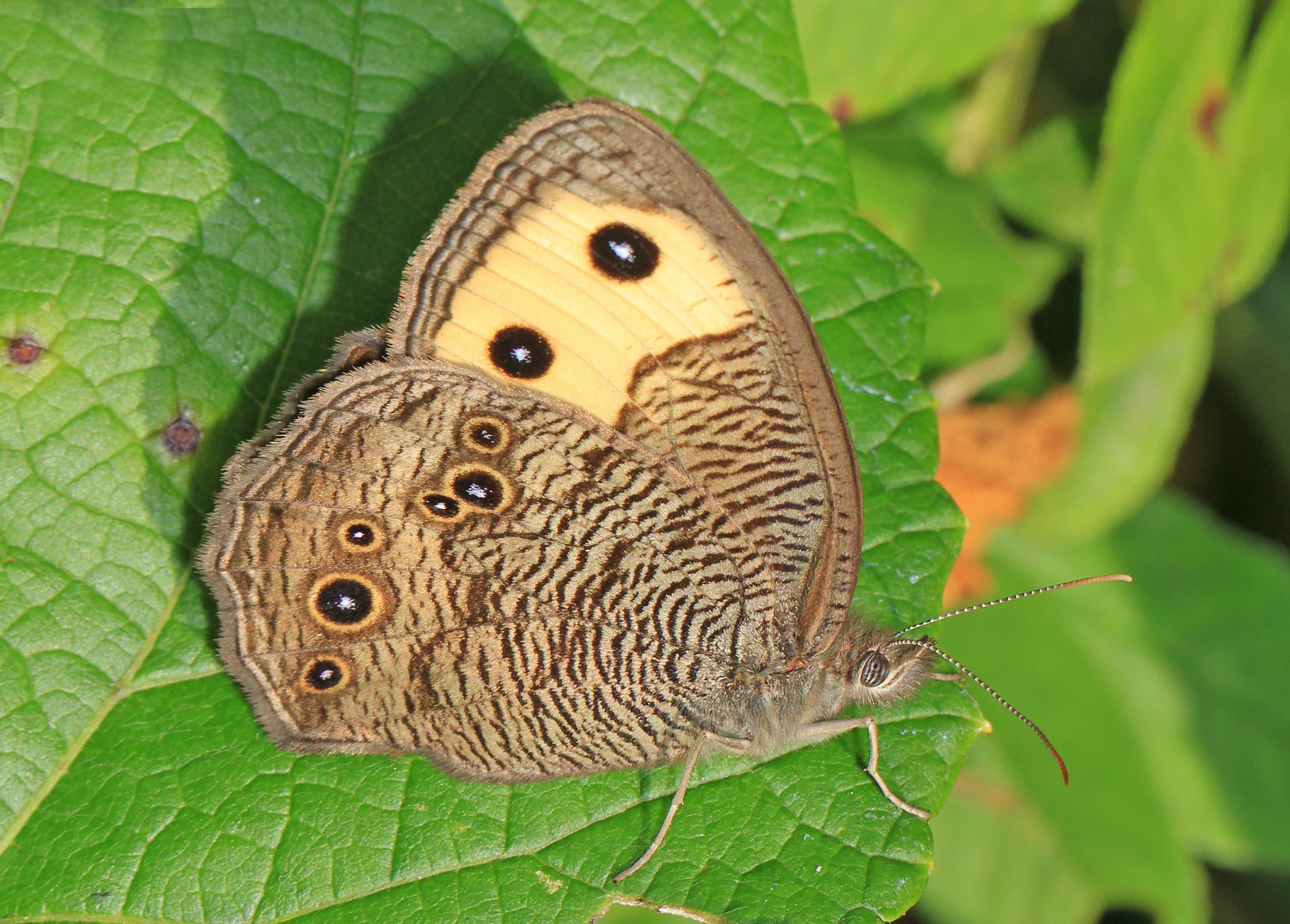 Common Wood Nymph