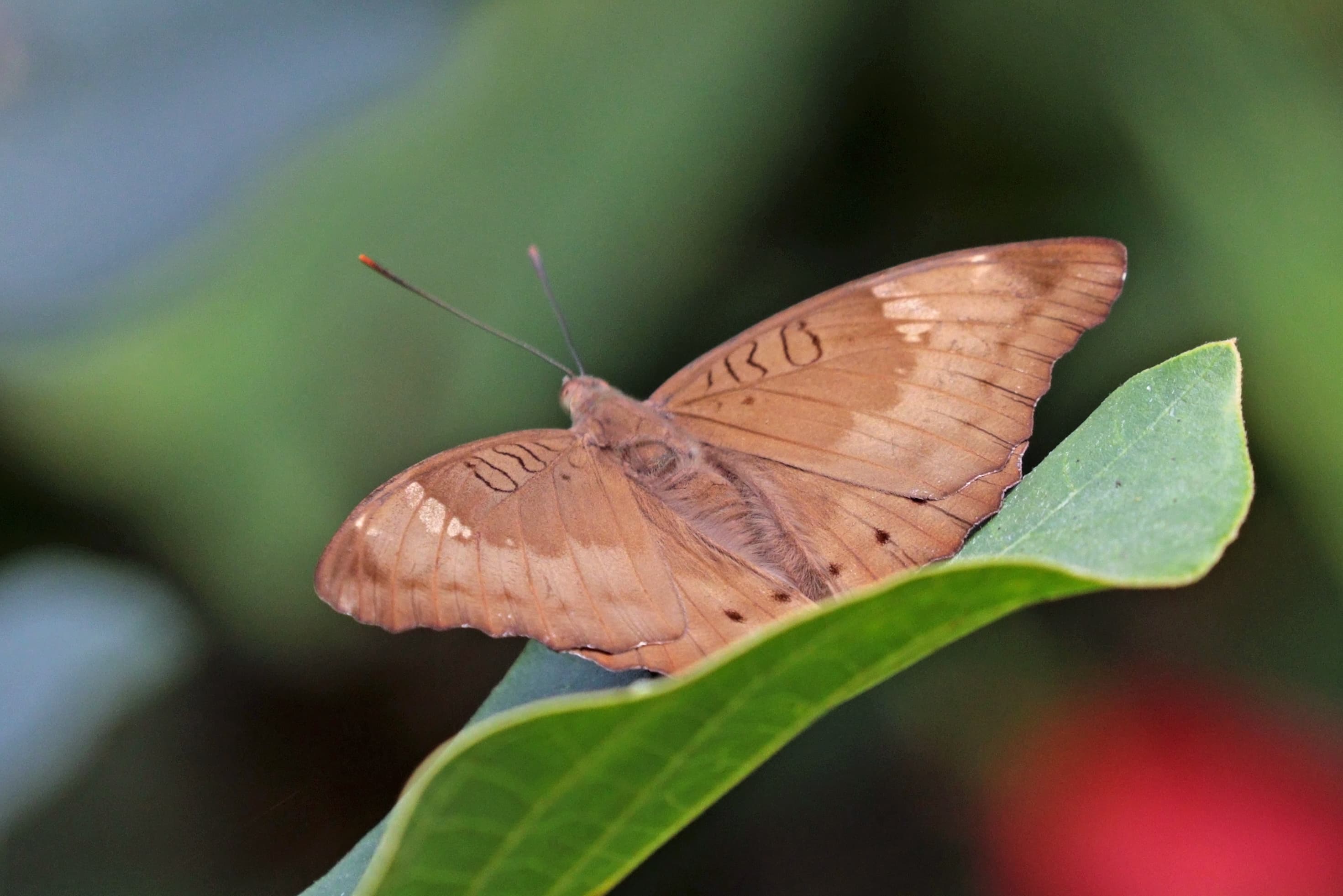 Common Baron
