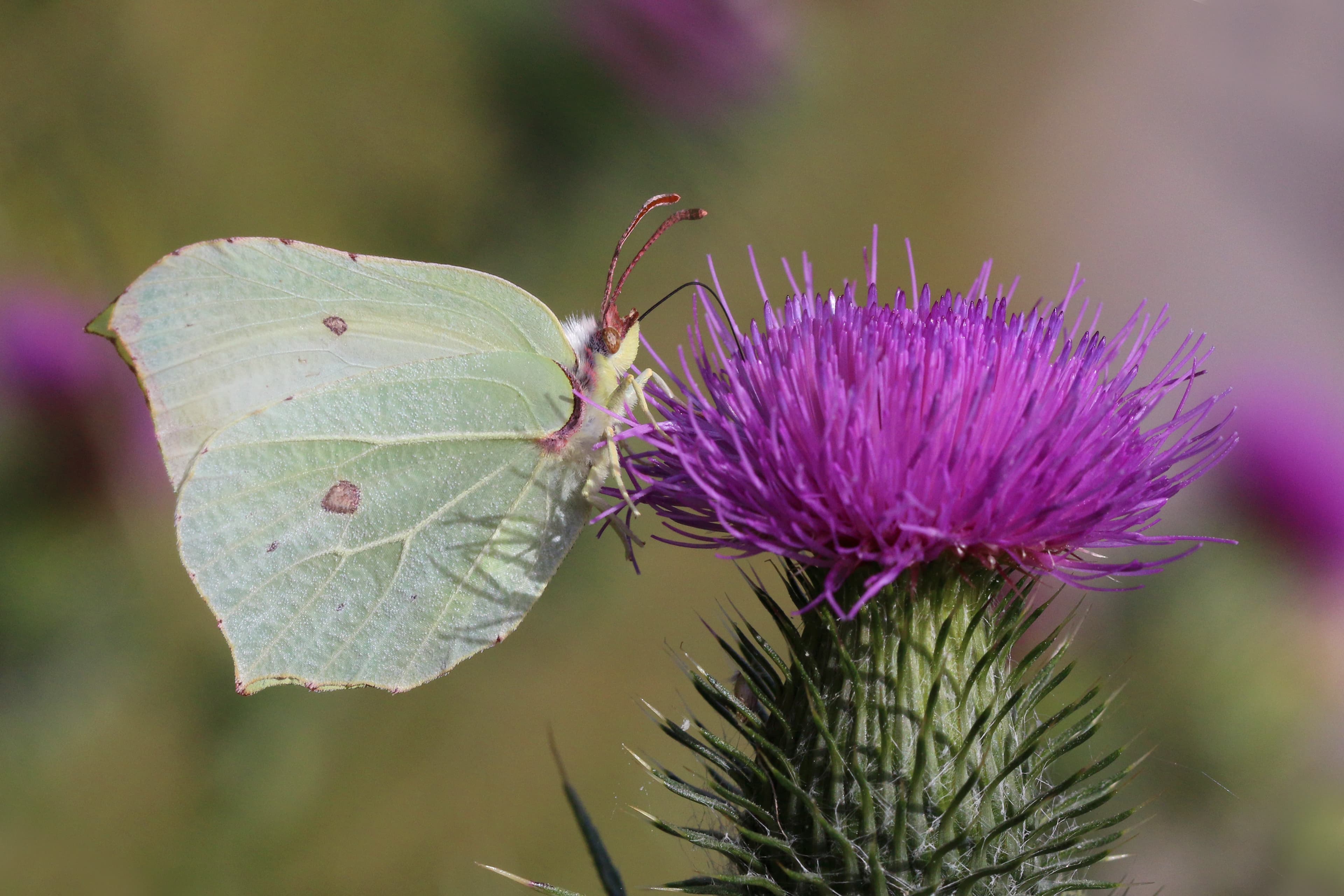 Common brimstone