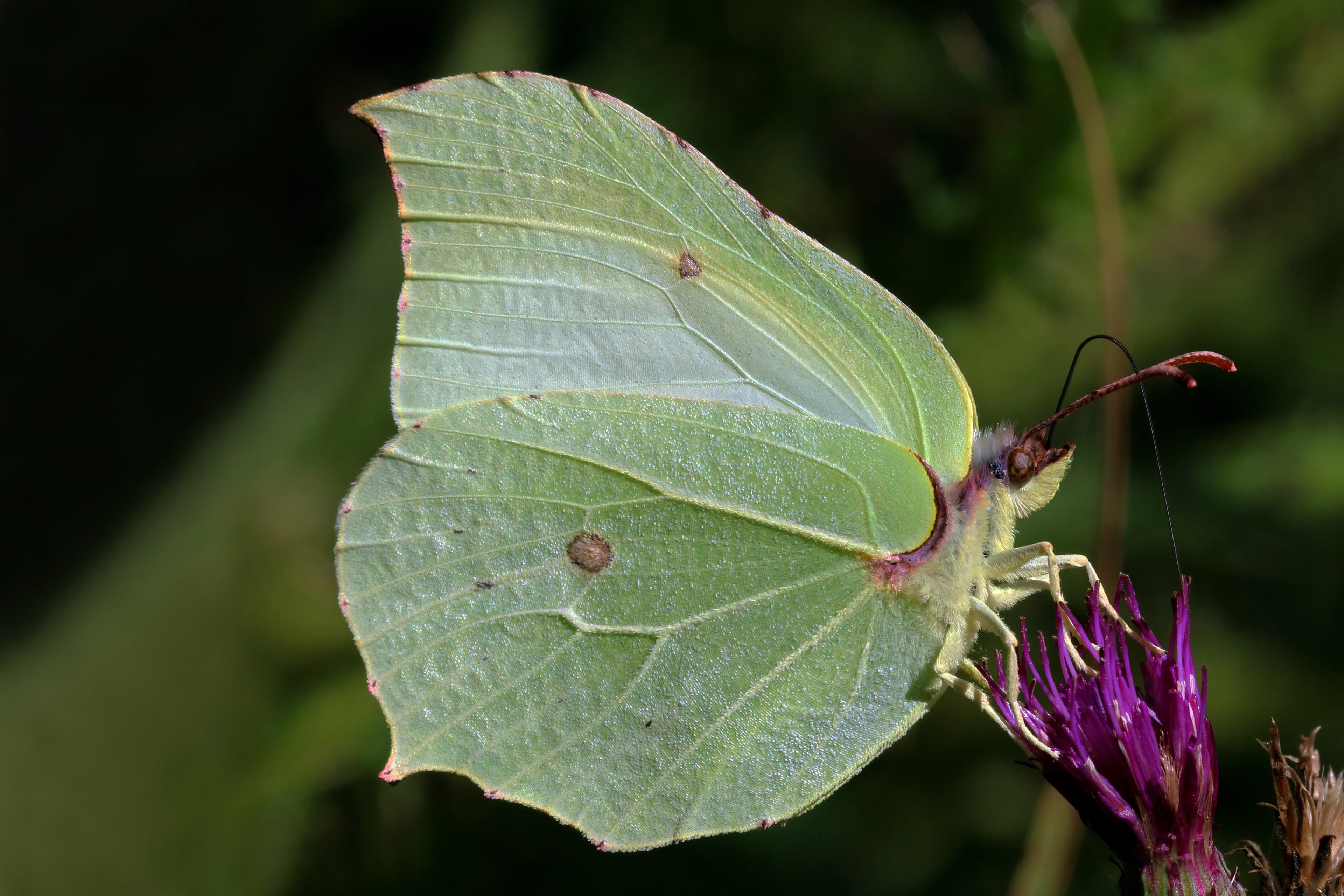 Common Brimstone Butterfly