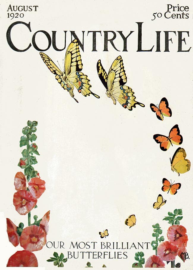 Eastern Tiger Swallowtail