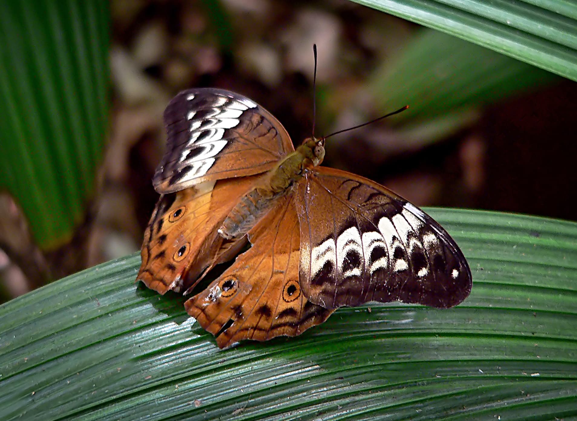 Cruiser butterfly