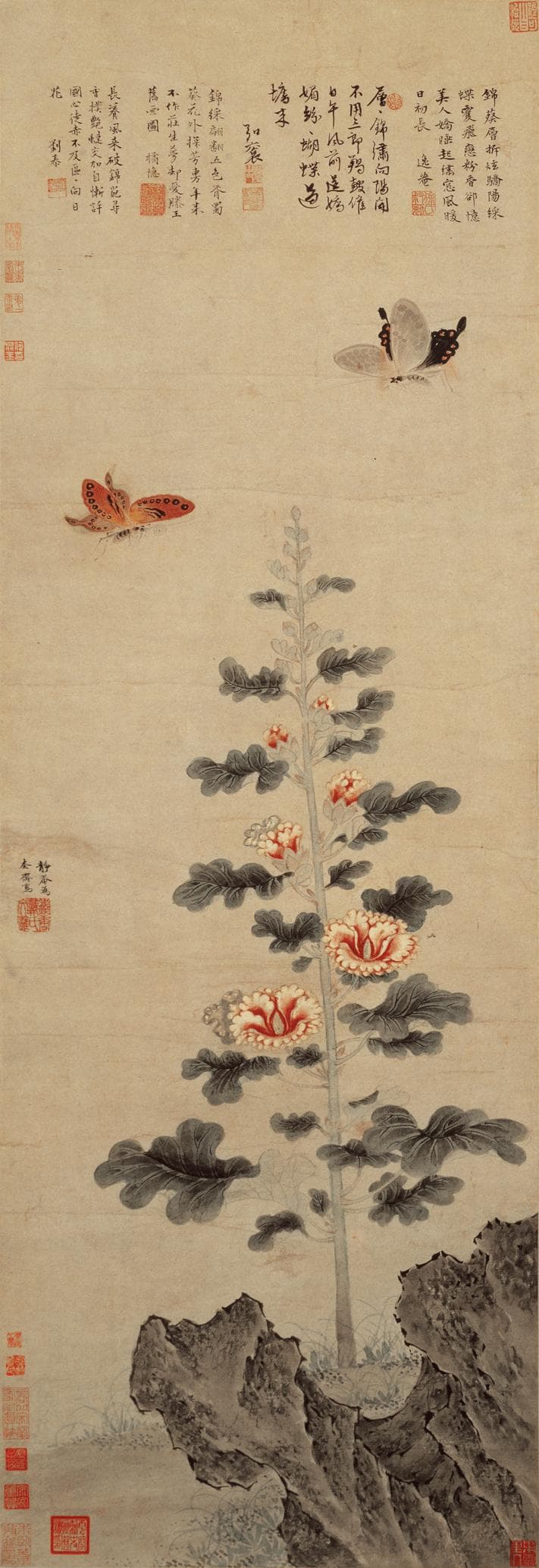 Unidentified Butterflies